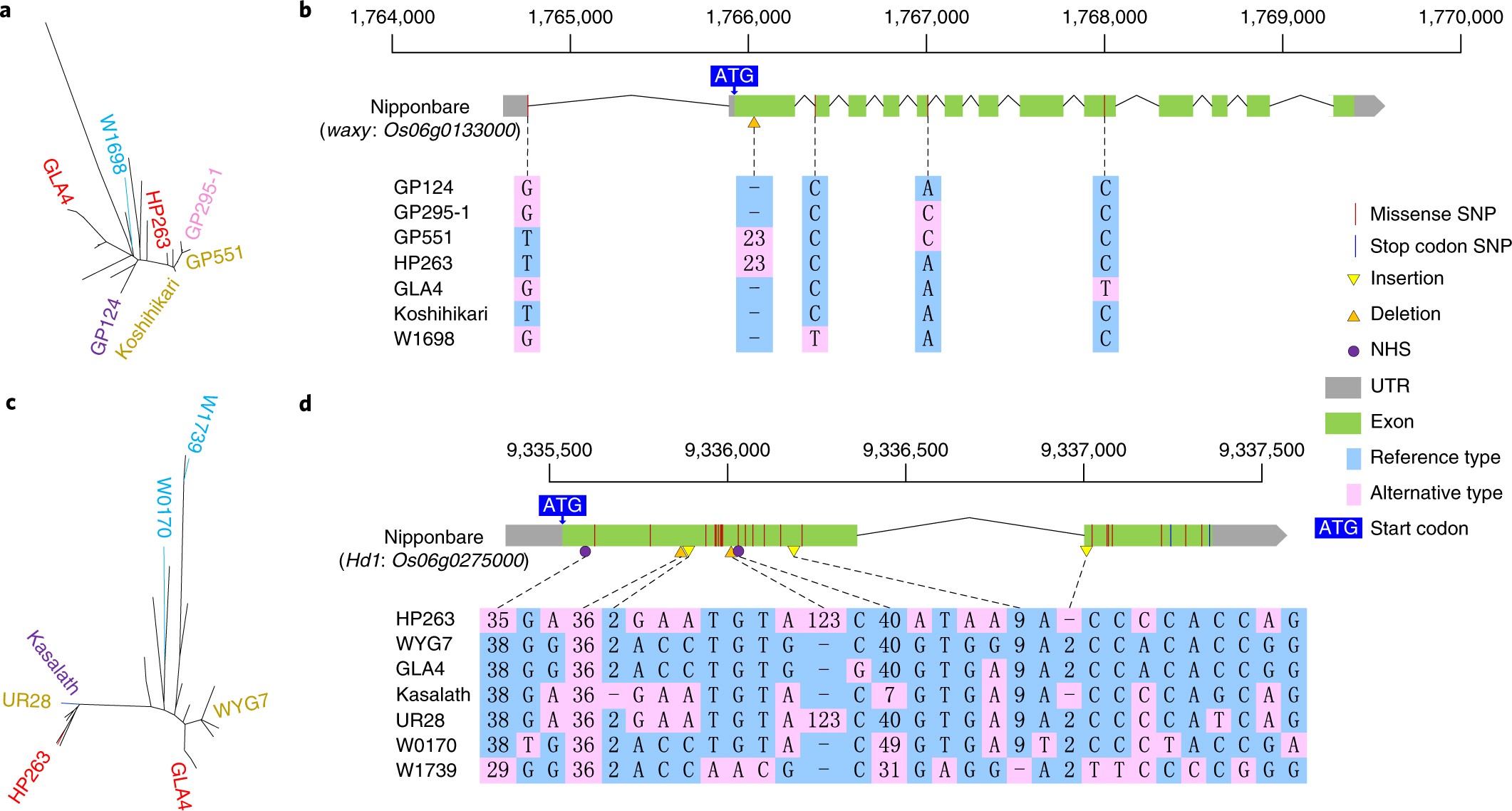 Fig. 3: Multiple alleles in waxy and Hd1.