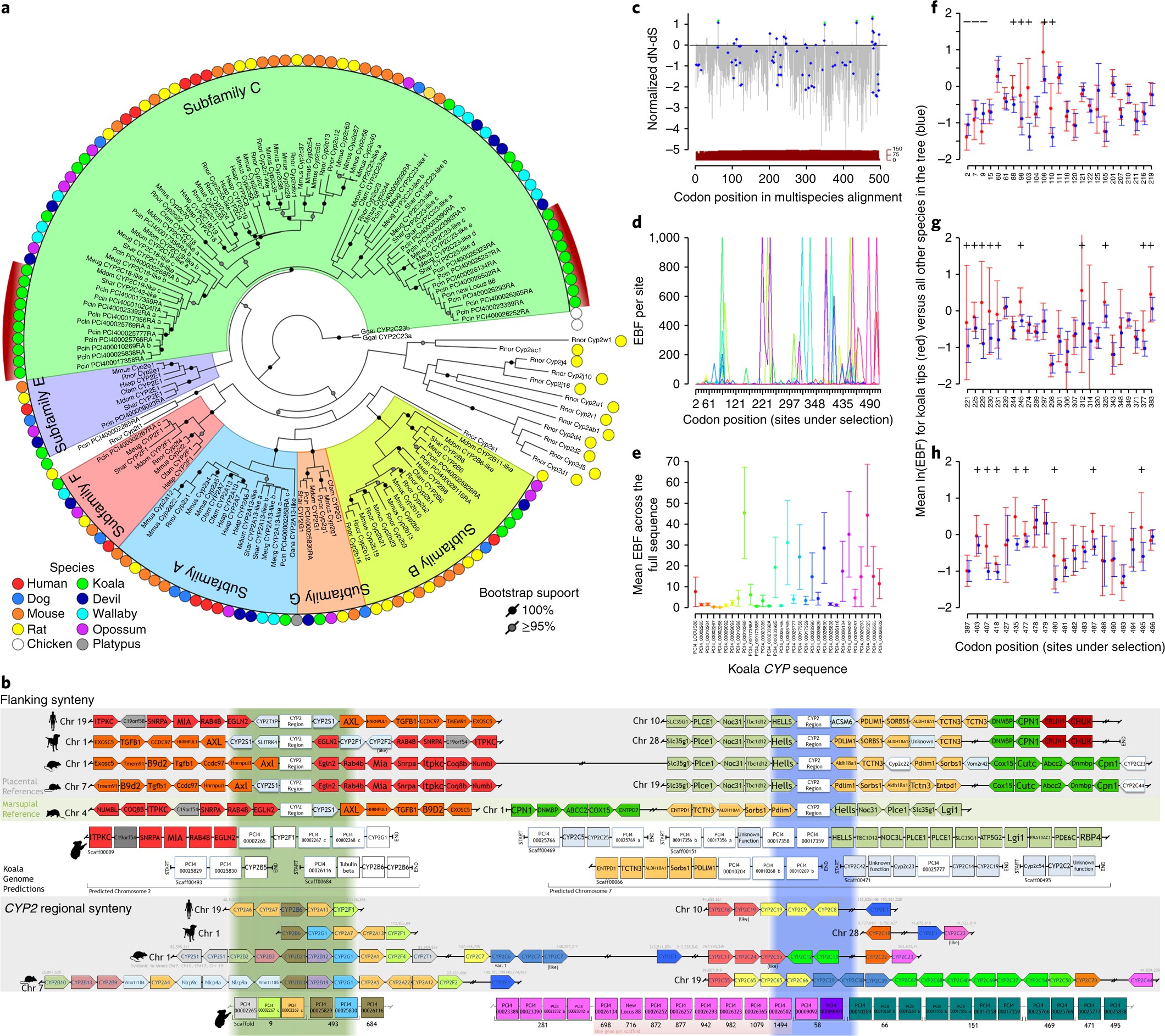 Adaptation And Conservation Insights From The Koala Genome Nature