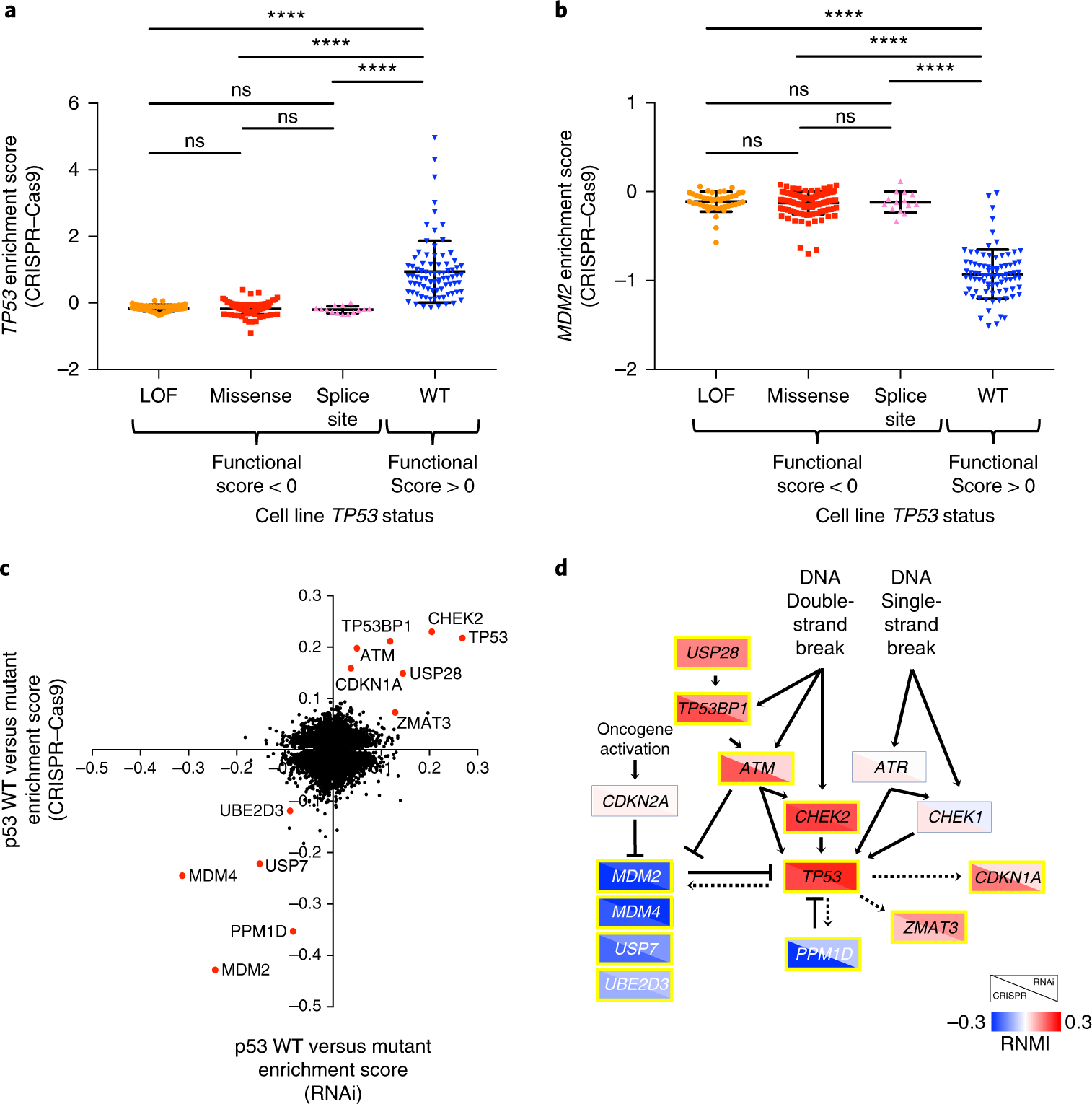 Four in ten have anti-cancer gene forecast Four in ten have anti-cancer gene recommend