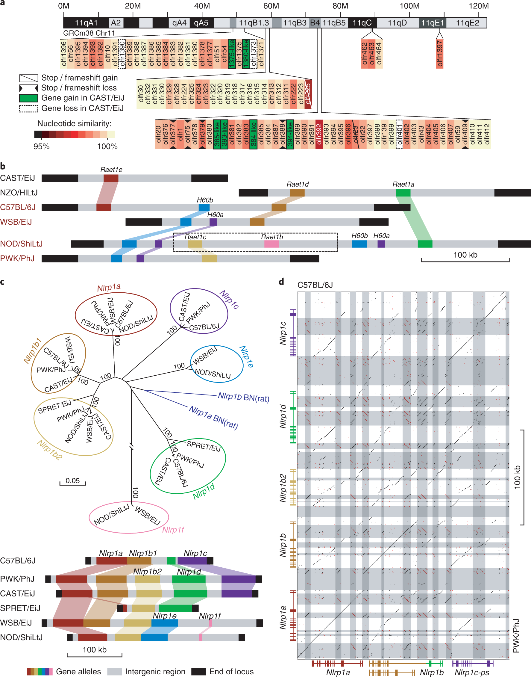 Fig. 2: Strain-specific alleles for olfactory and immunity loci.