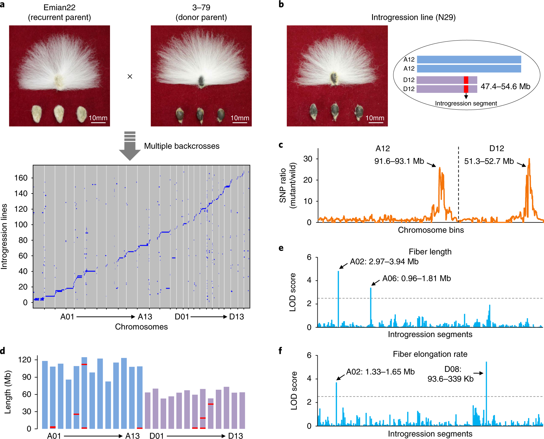 Fig. 3: Identification of favorable chromosome segments controlling fiber quality by using introgression lines.