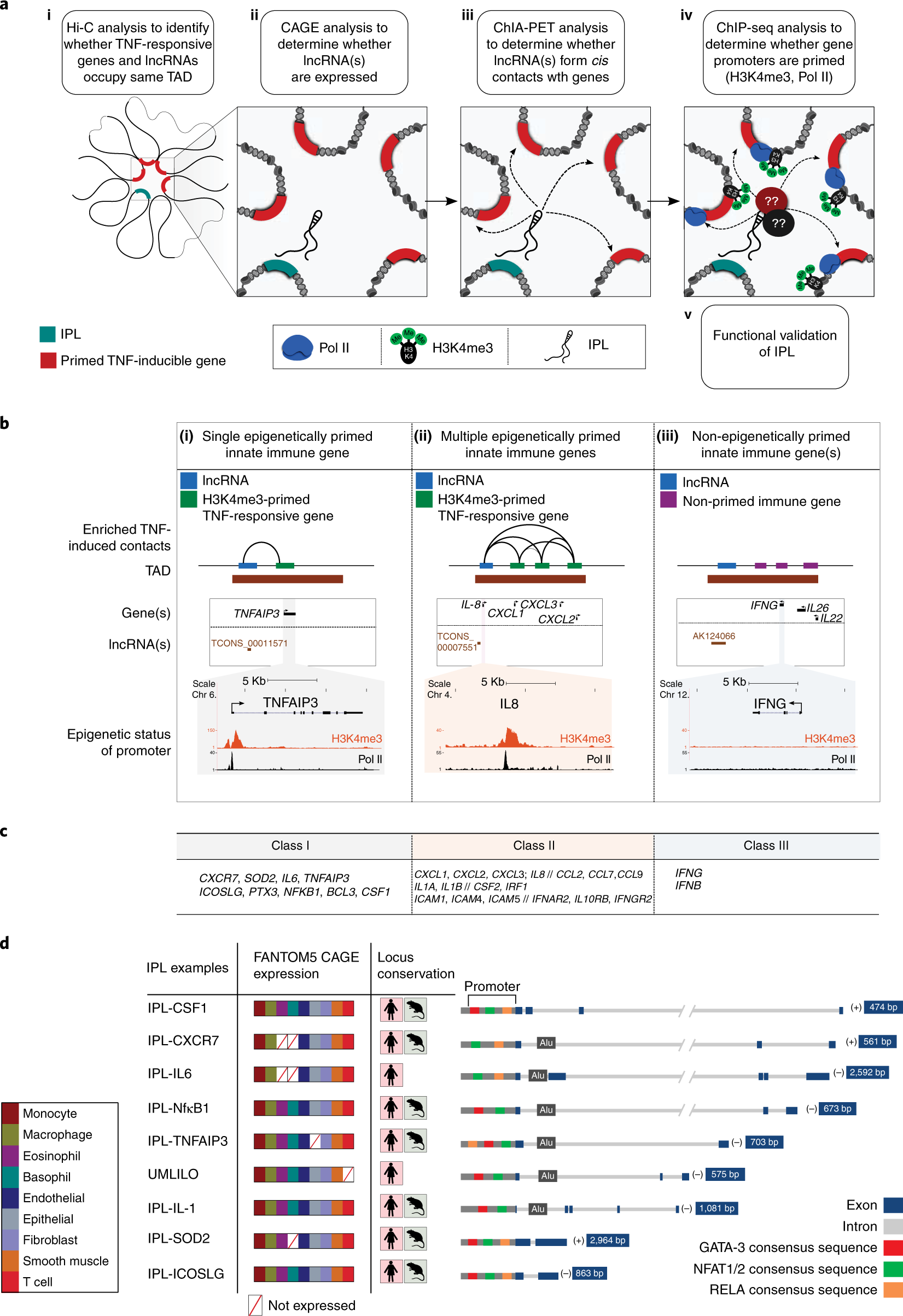 Immune genes are primed for robust transcription by proximal long noncoding  RNAs located in nuclear compartments | Nature Genetics