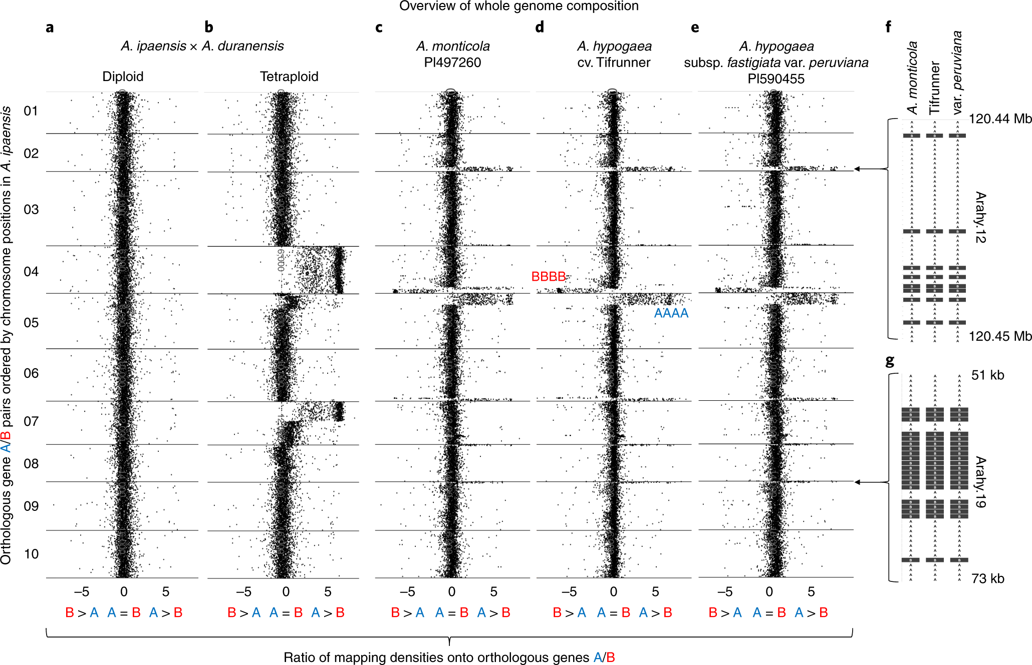 Fig. 1: Visualizations of genome compositions of A. hypogaea, A. monticola and hybrids derived from the peanut’s ancestors.