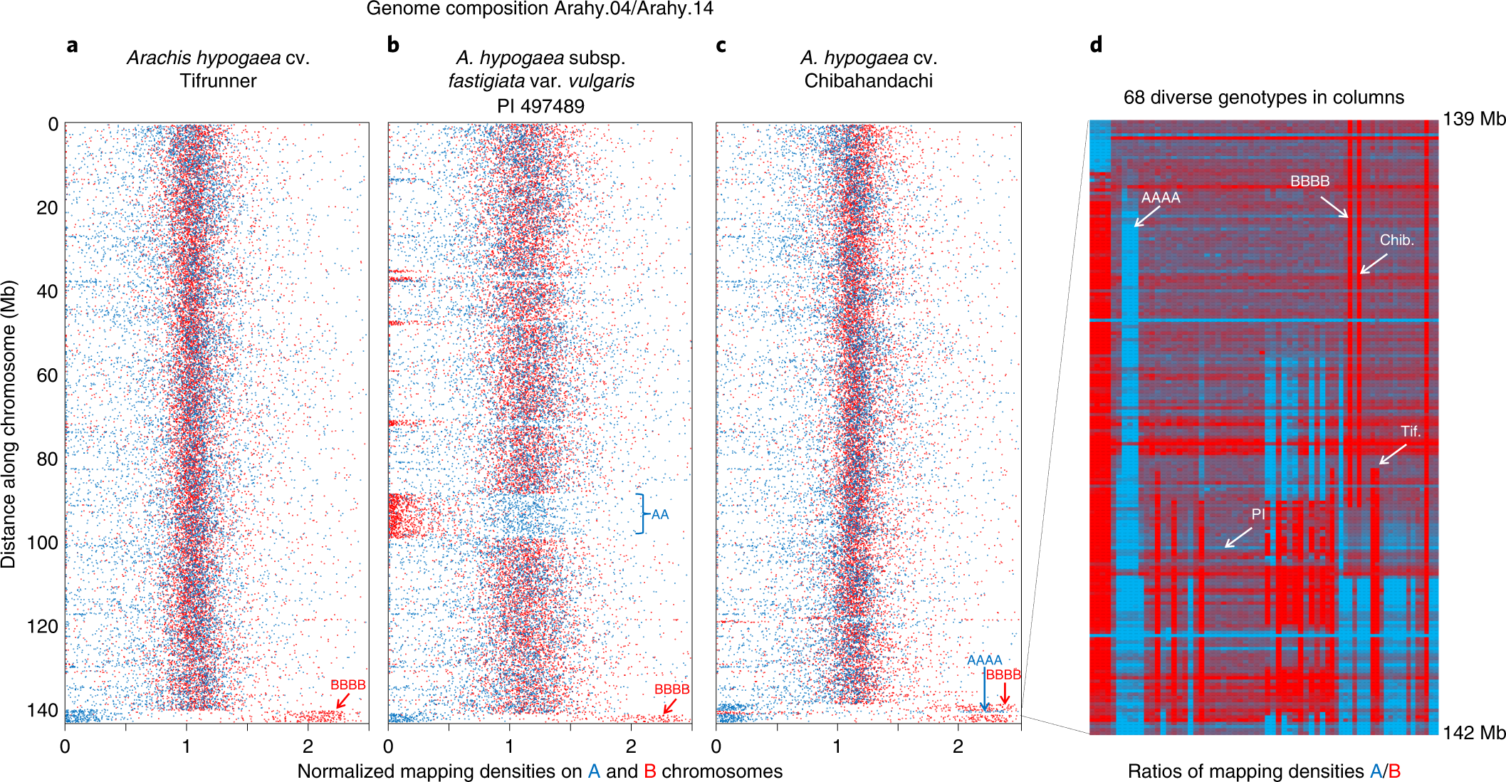 Fig. 2: Structural variation generated by deletions and recombination between ancestral genomes (or subgenomes) of A. hypogaea.