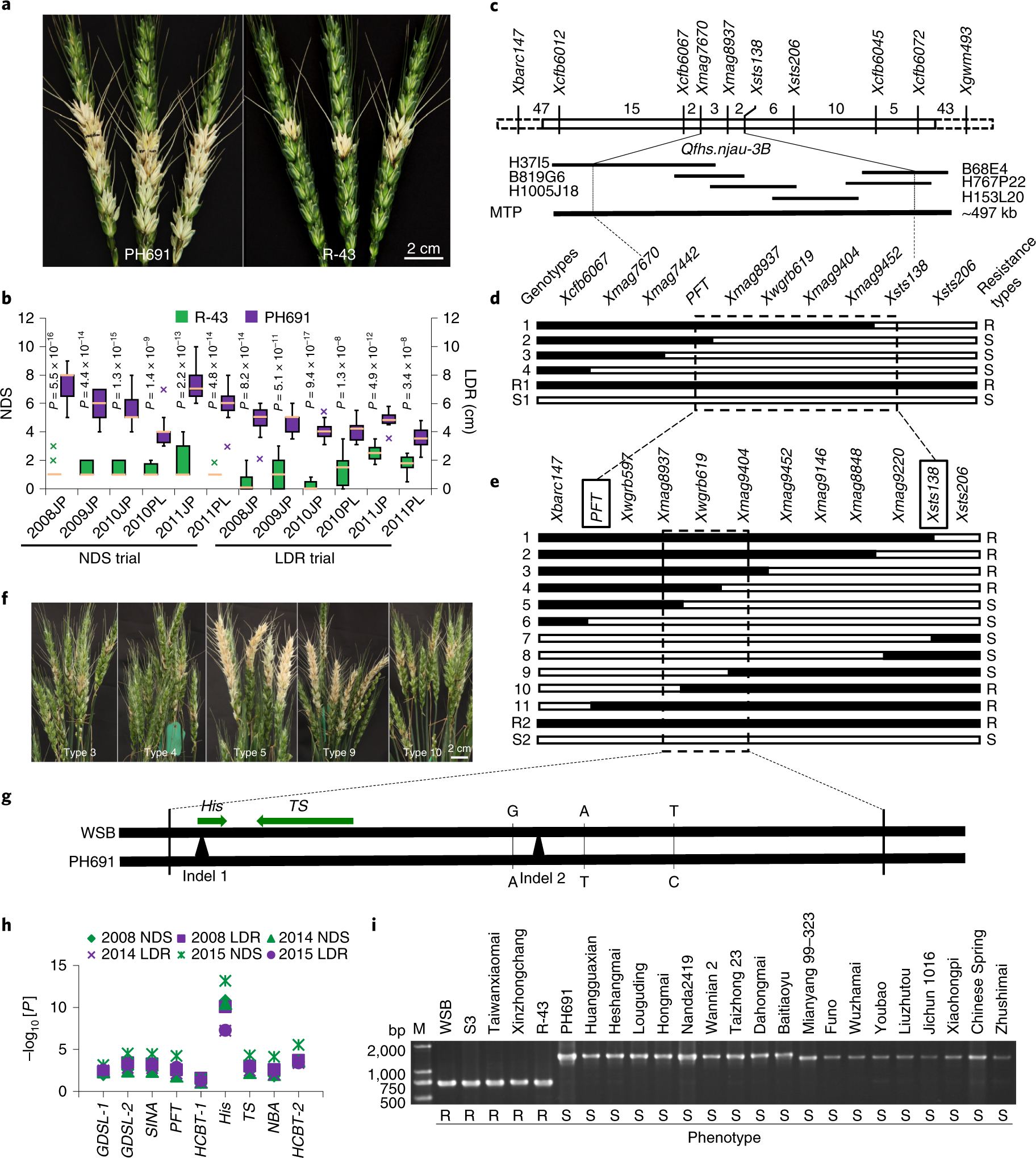 Mutation of a histidine-rich calcium-binding-protein gene in wheat confers  resistance to Fusarium head blight | Nature Genetics