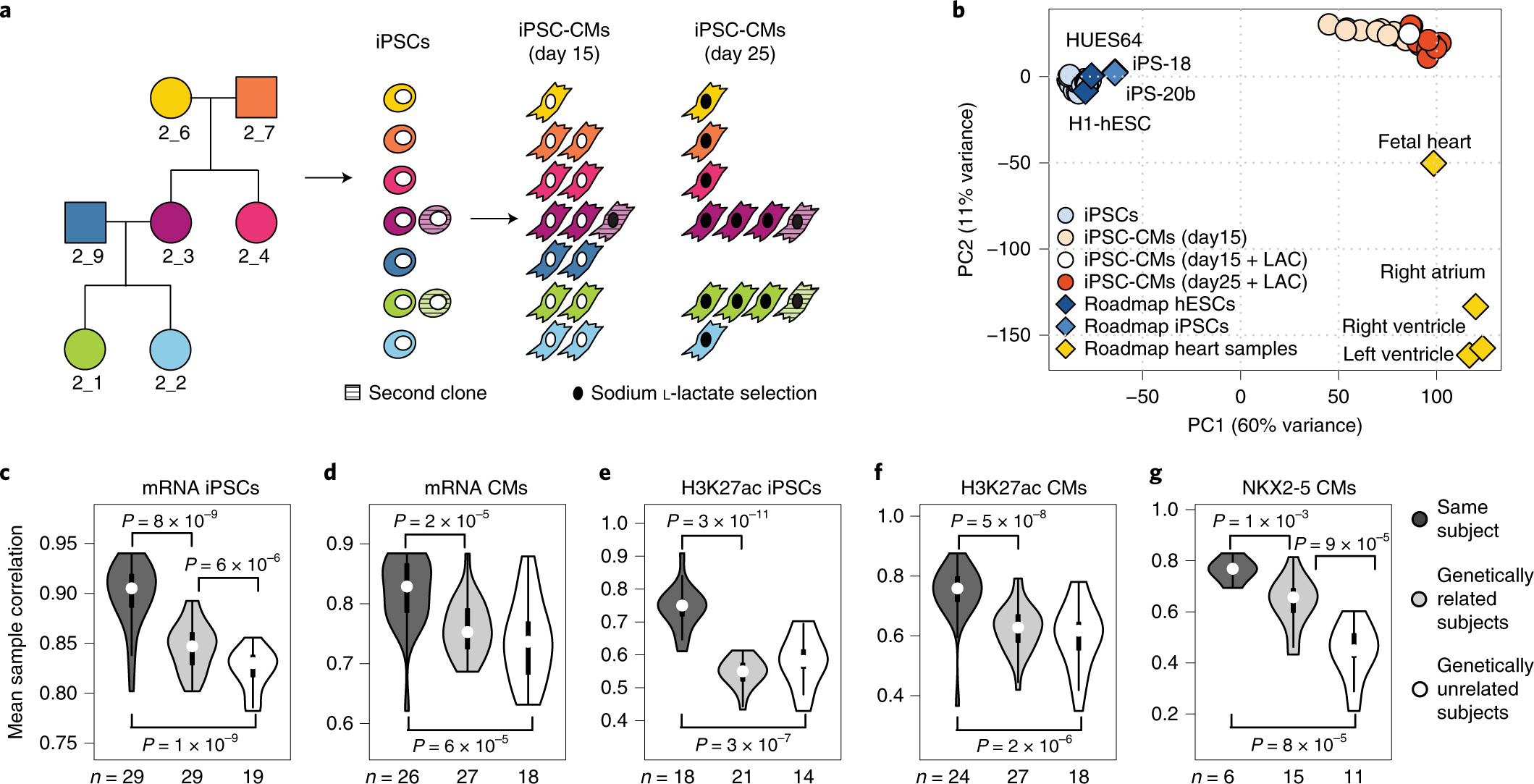 Allele Specific Nkx2 5 Binding Underlies Multiple Genetic