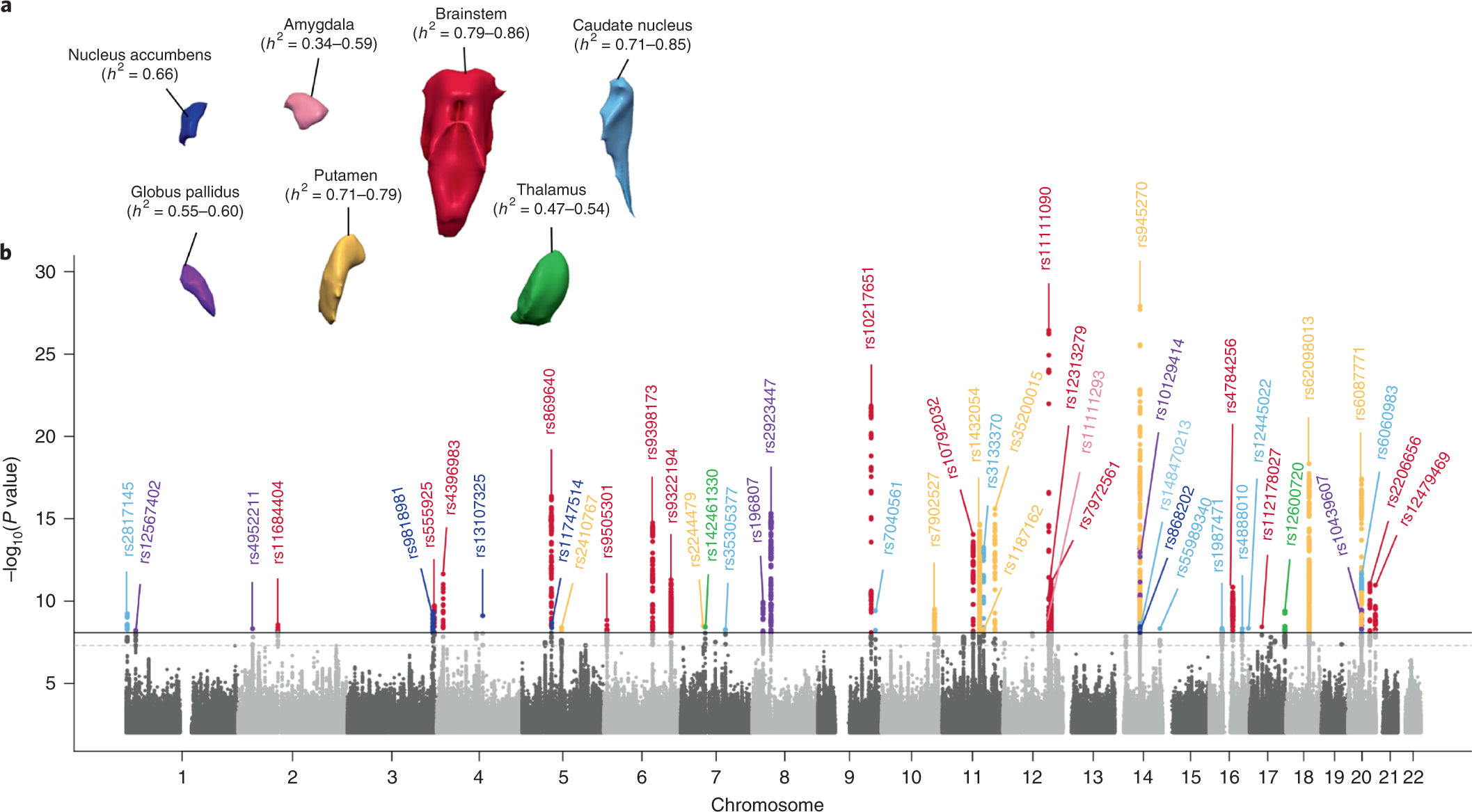 Genetic architecture of subcortical brain structures in 38,851 individuals  | Nature Genetics