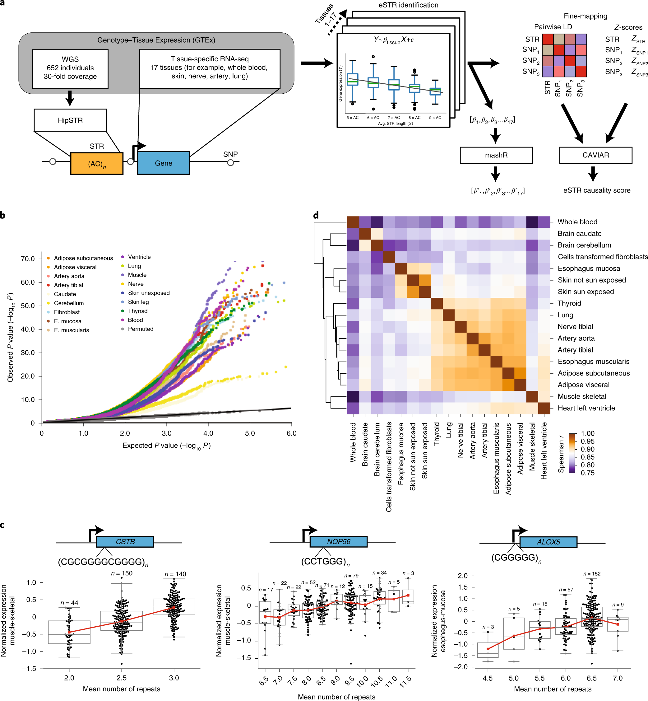 The impact of short tandem repeat variation on gene expression | Nature  Genetics