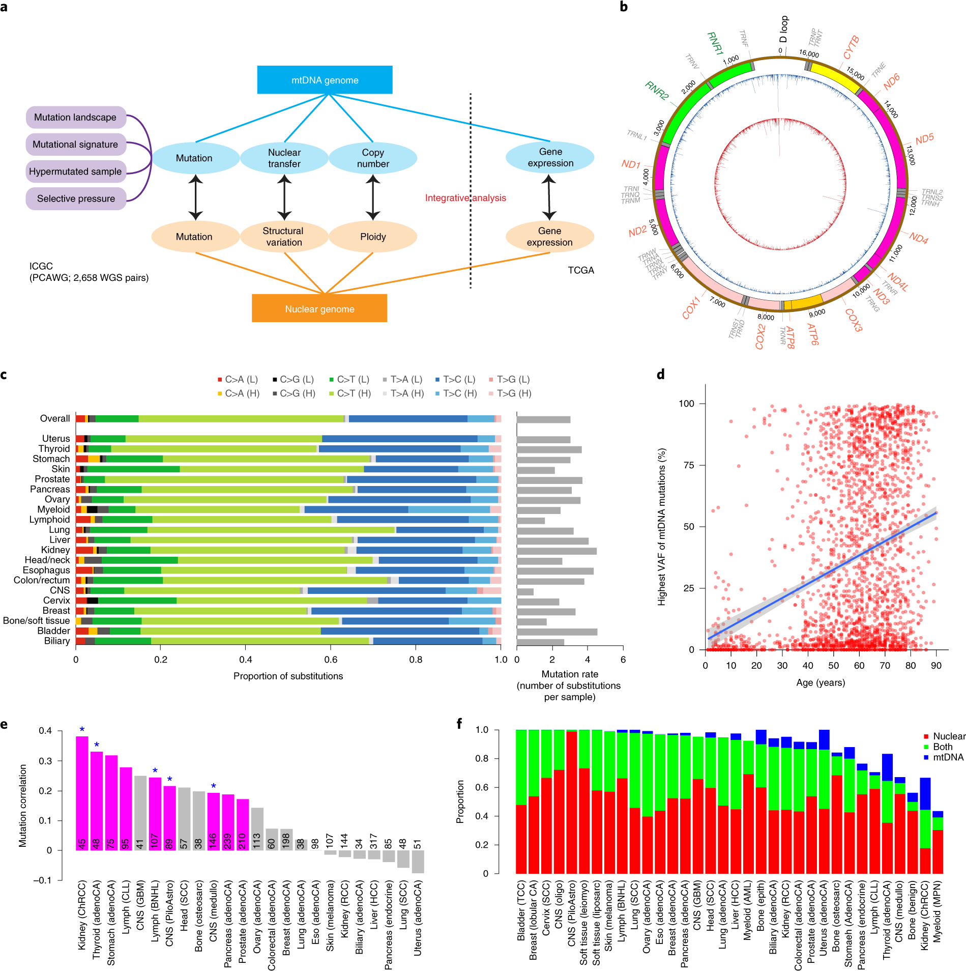 Comprehensive molecular characterization of mitochondrial genomes in human  cancers | Nature Genetics