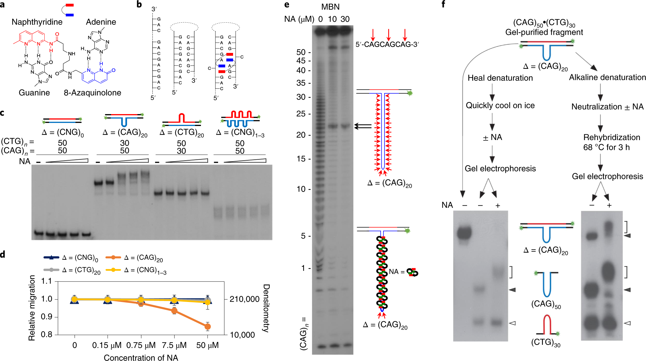 A slipped-CAG DNA-binding small molecule induces trinucleotide ...