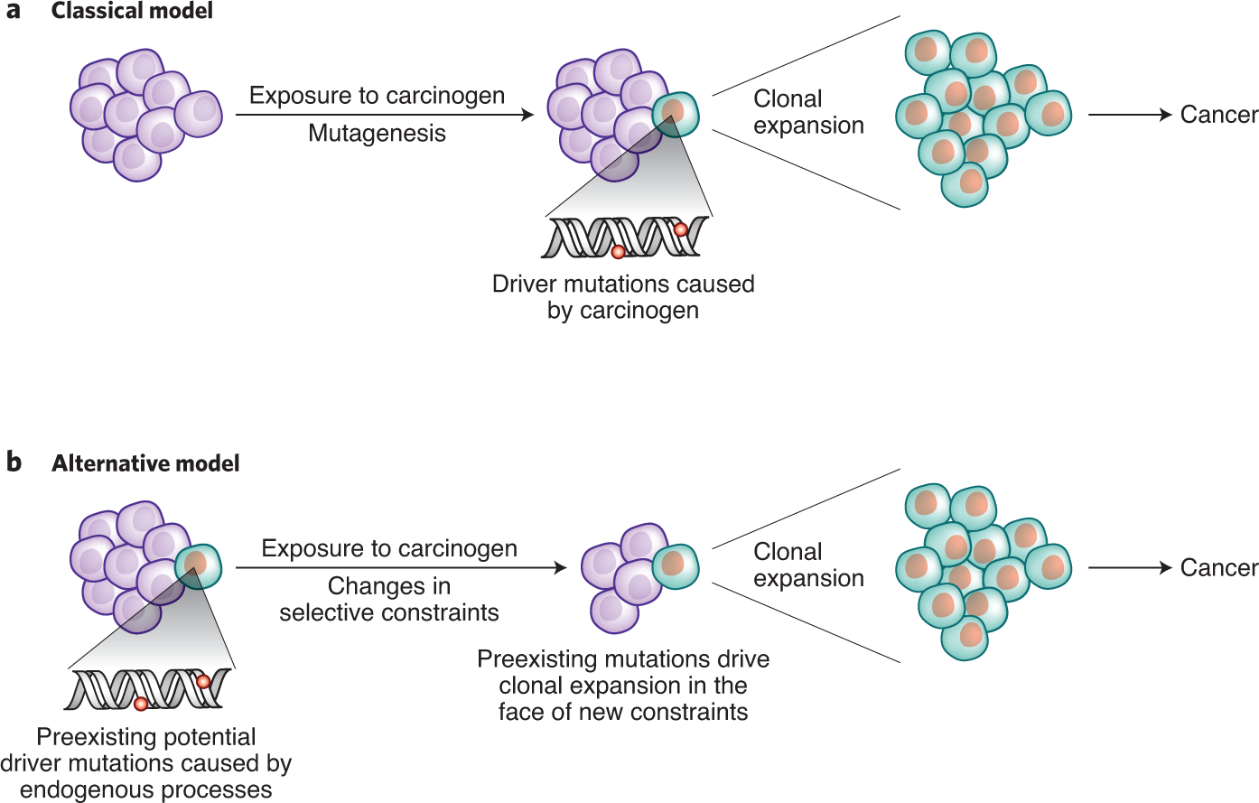 Are carcinogens direct mutagens? | Nature Genetics