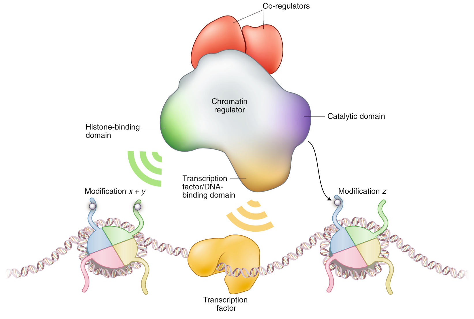 Histone methyltransferases Setd1b increases H3K4me3 level to