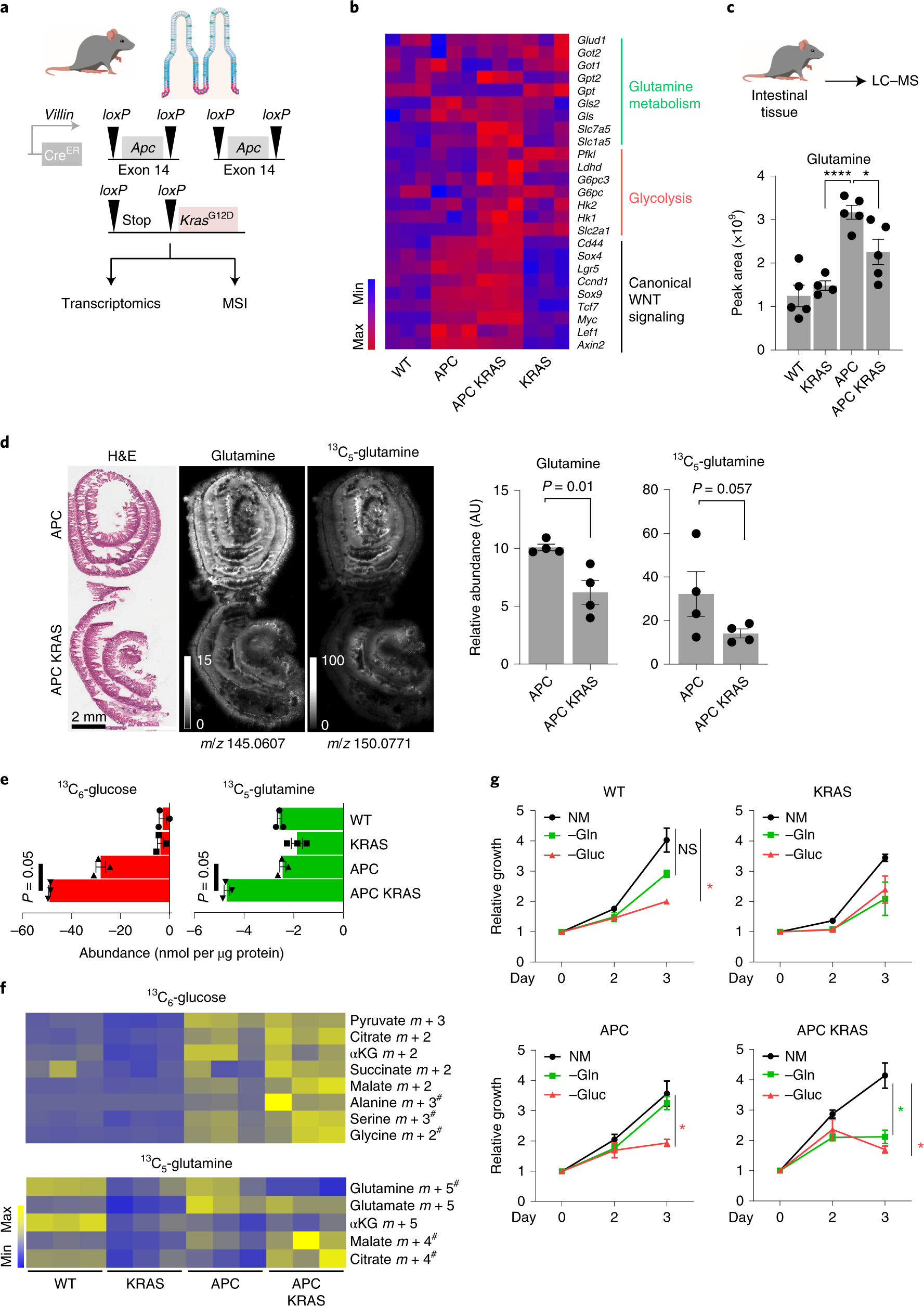 The amino acid transporter SLC7A5 is required for efficient growth of  KRAS-mutant colorectal cancer | Nature Genetics