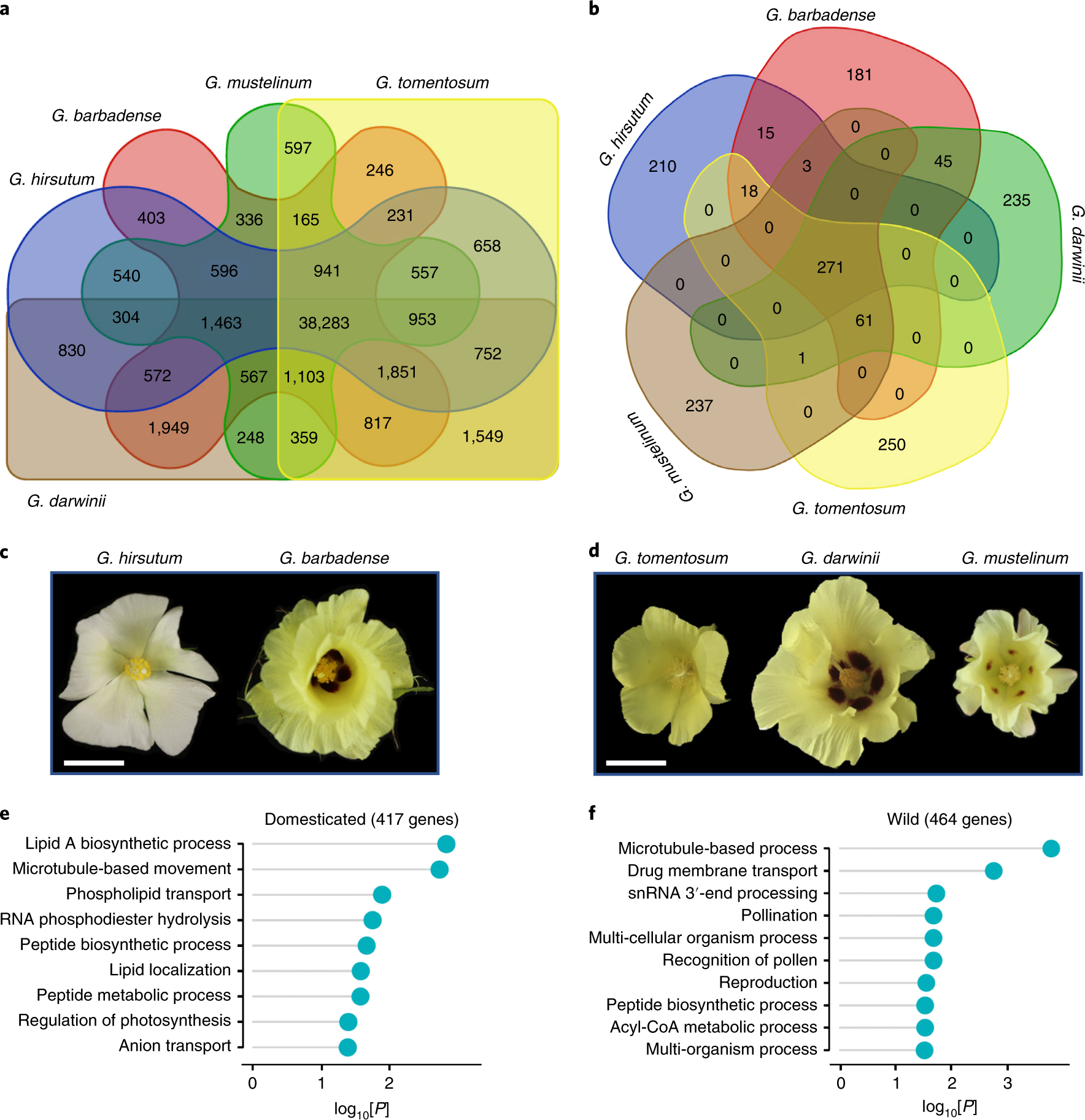 Fig. 2: Gene family expansion and contraction in cultivated and wild allotetraploid cotton species.