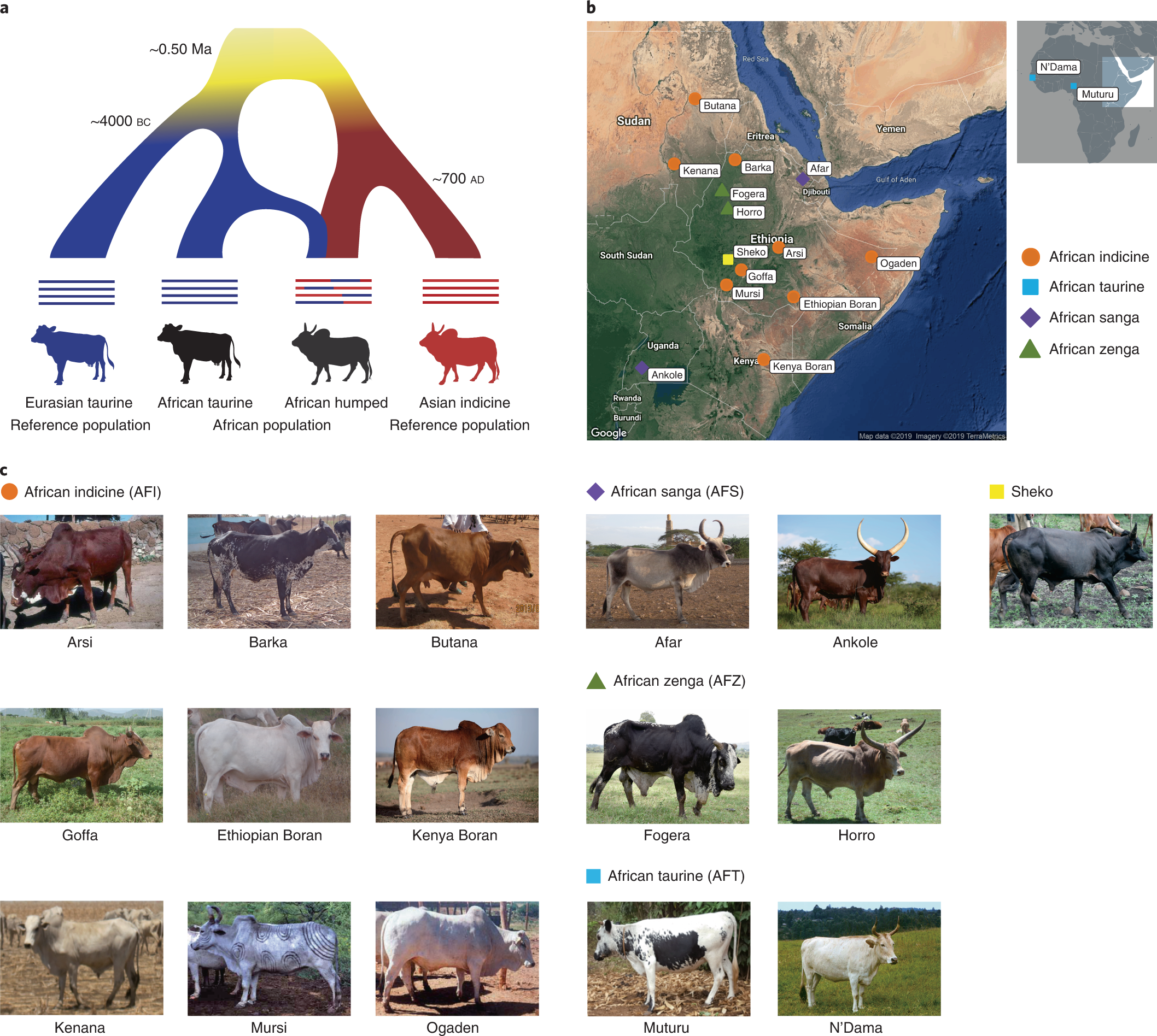 genome of African cattle as a unique genetic resource for African pastoralism Nature Genetics