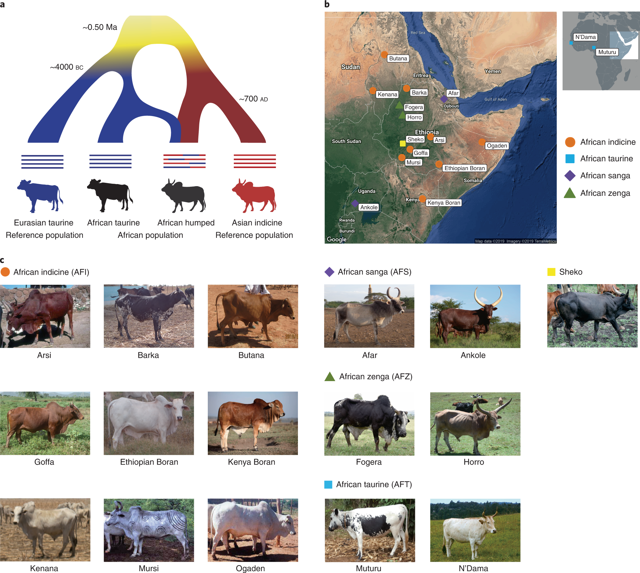 The mosaic genome of indigenous African cattle as a unique genetic resource for African pastoralism | Nature Genetics The mosaic genome of indigenous African cattle as a unique genetic resource for African pastoralism | Nature Genetics