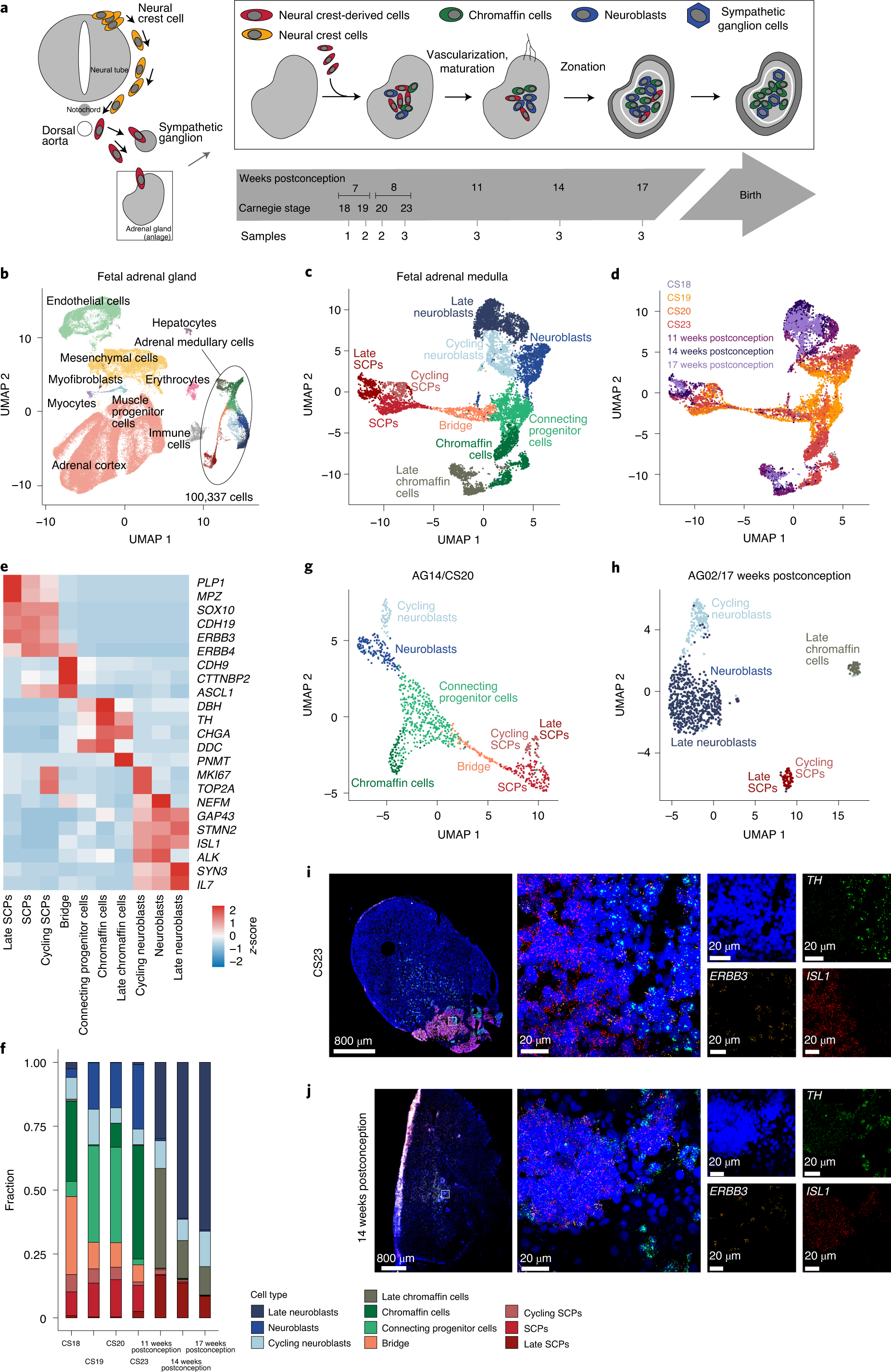 Single Cell Transcriptomic Analyses Provide Insights Into The Developmental Origins Of Neuroblastoma Nature Genetics