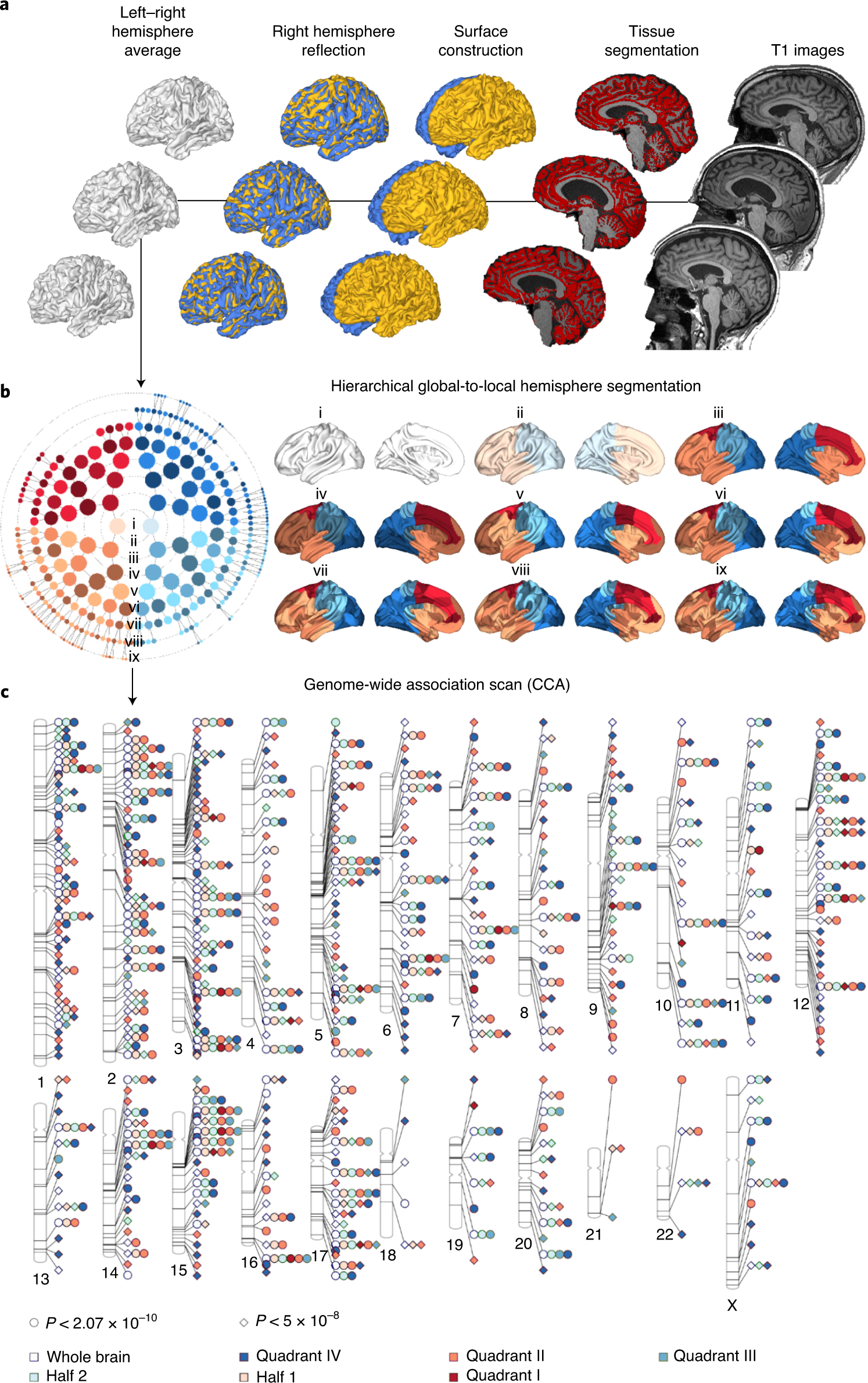 Shared heritability of human face and brain shape | Nature Genetics