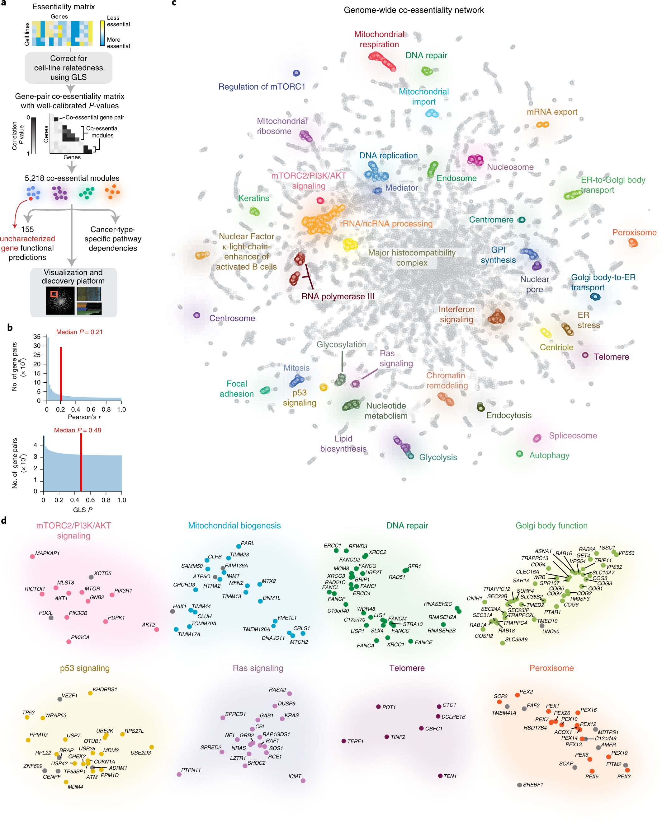 A Genome Wide Atlas Of Co Essential Modules Assigns Function To Uncharacterized Genes Nature Genetics