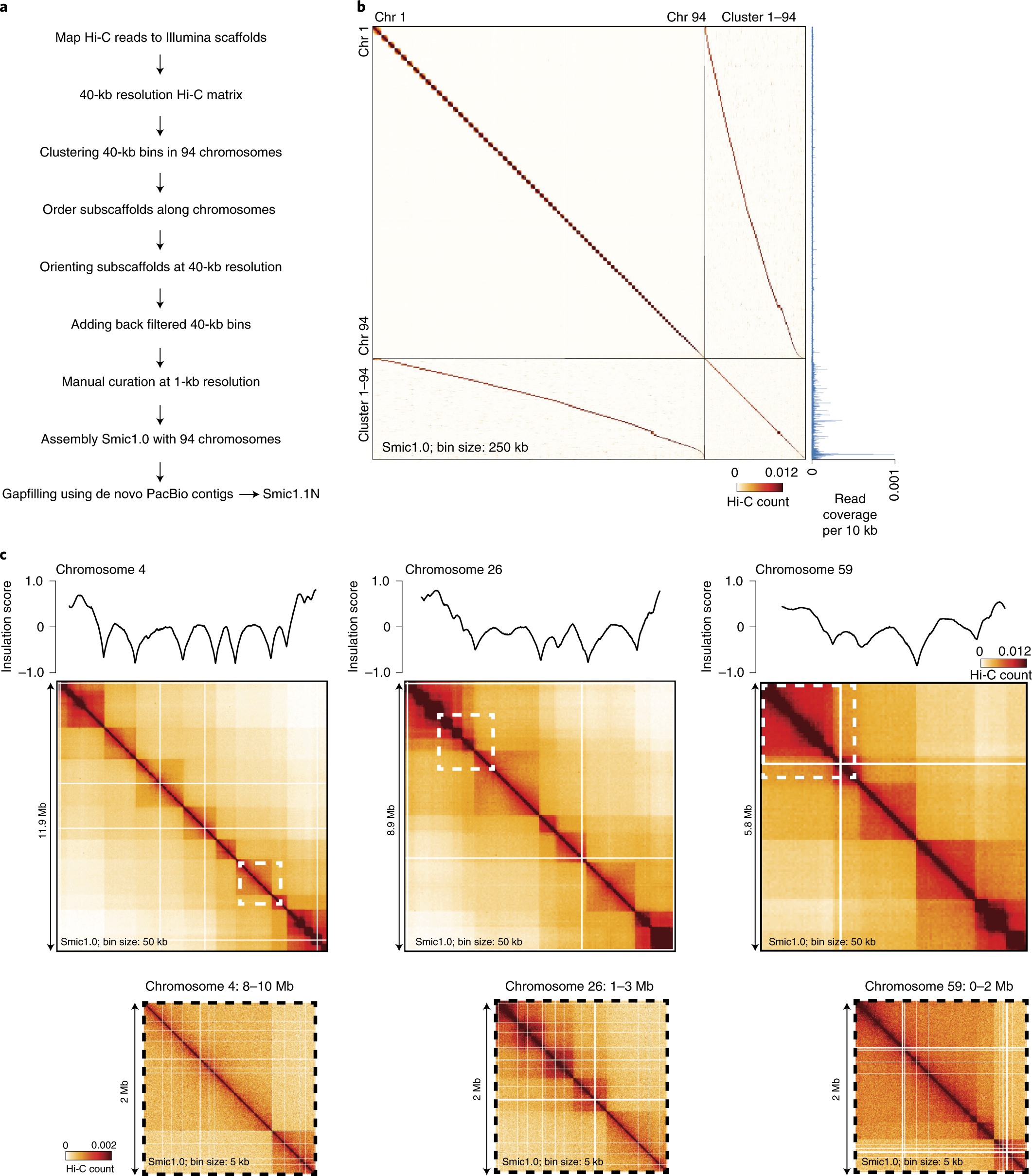 Fig. 1: Hi-C-assisted assembly of chromosome-scale scaffolds for S. microadriaticum.