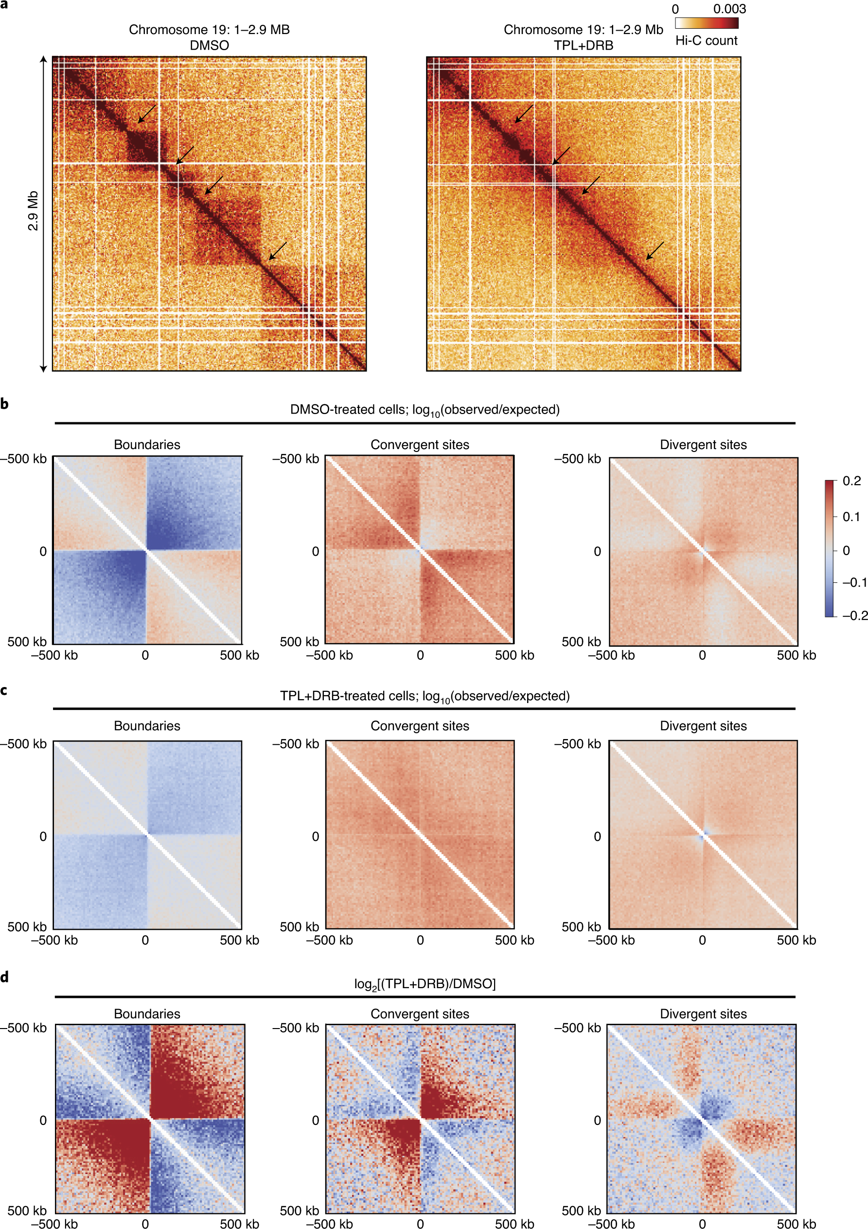 Fig. 6: Altered chromosome conformation in cells treated with triptolide and DRB.