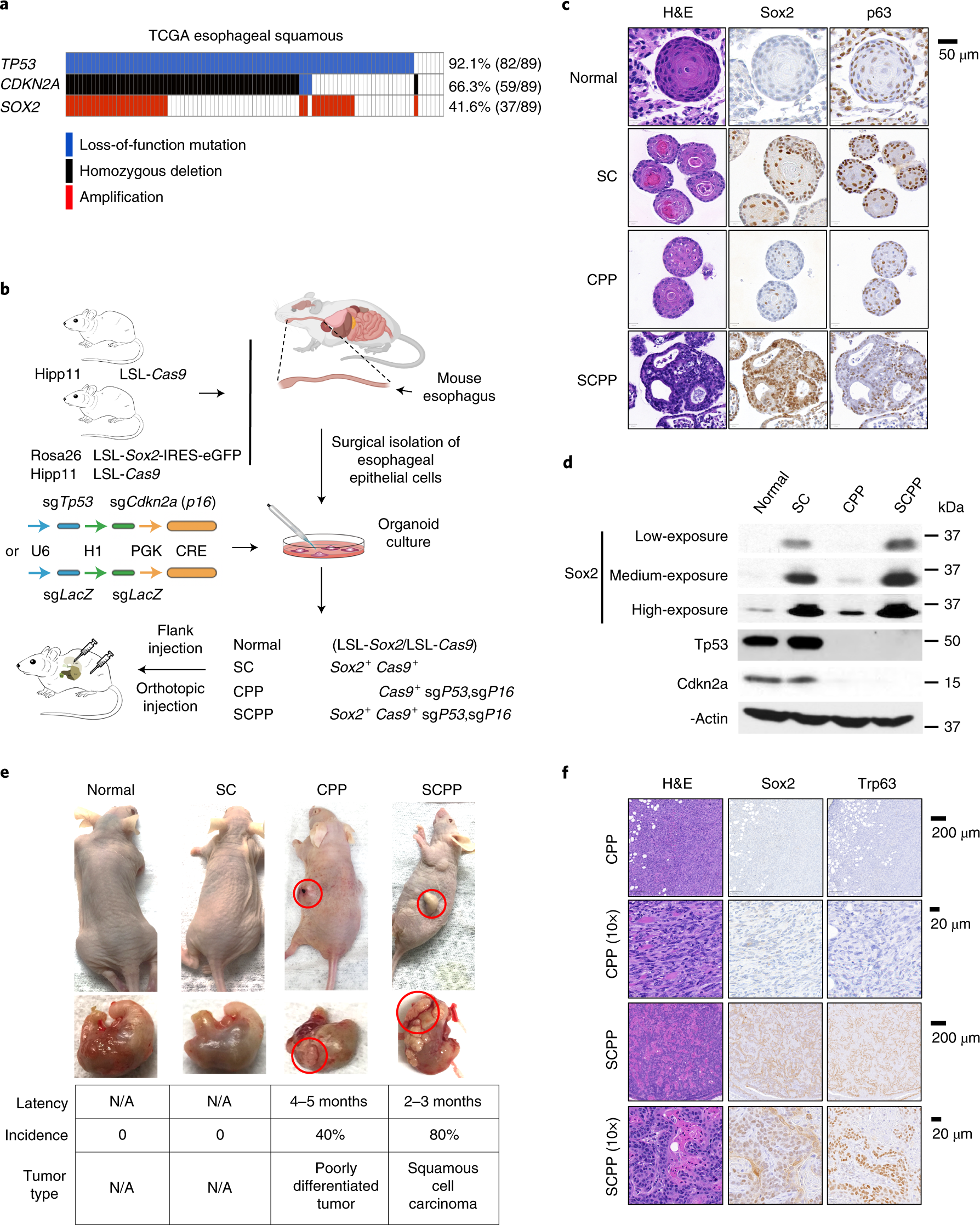 Reprogramming Of The Esophageal Squamous Carcinoma Epigenome By Sox2 Promotes Adar1 Dependence Nature Genetics