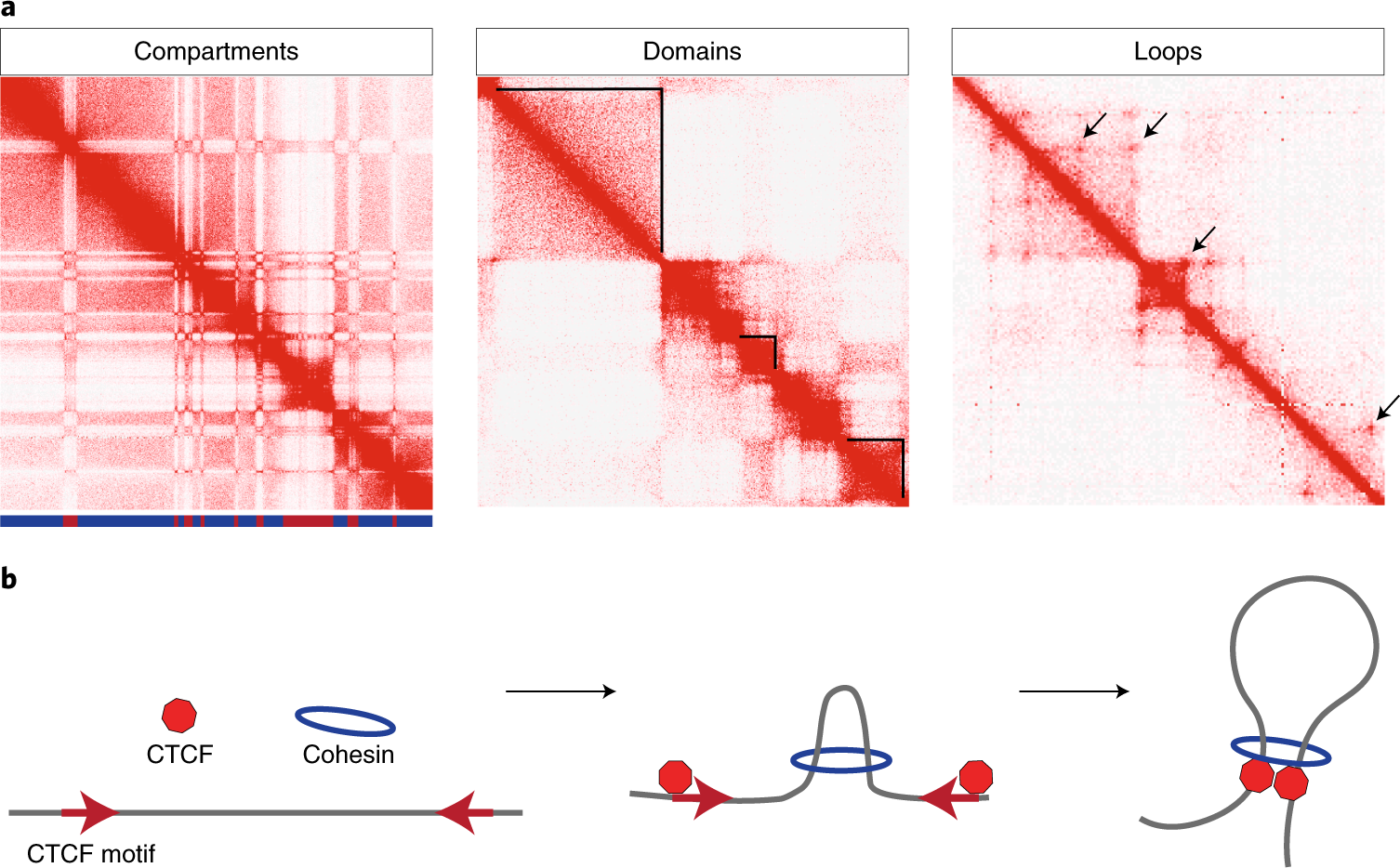 Engineering three-dimensional genome folding  Nature Genetics
