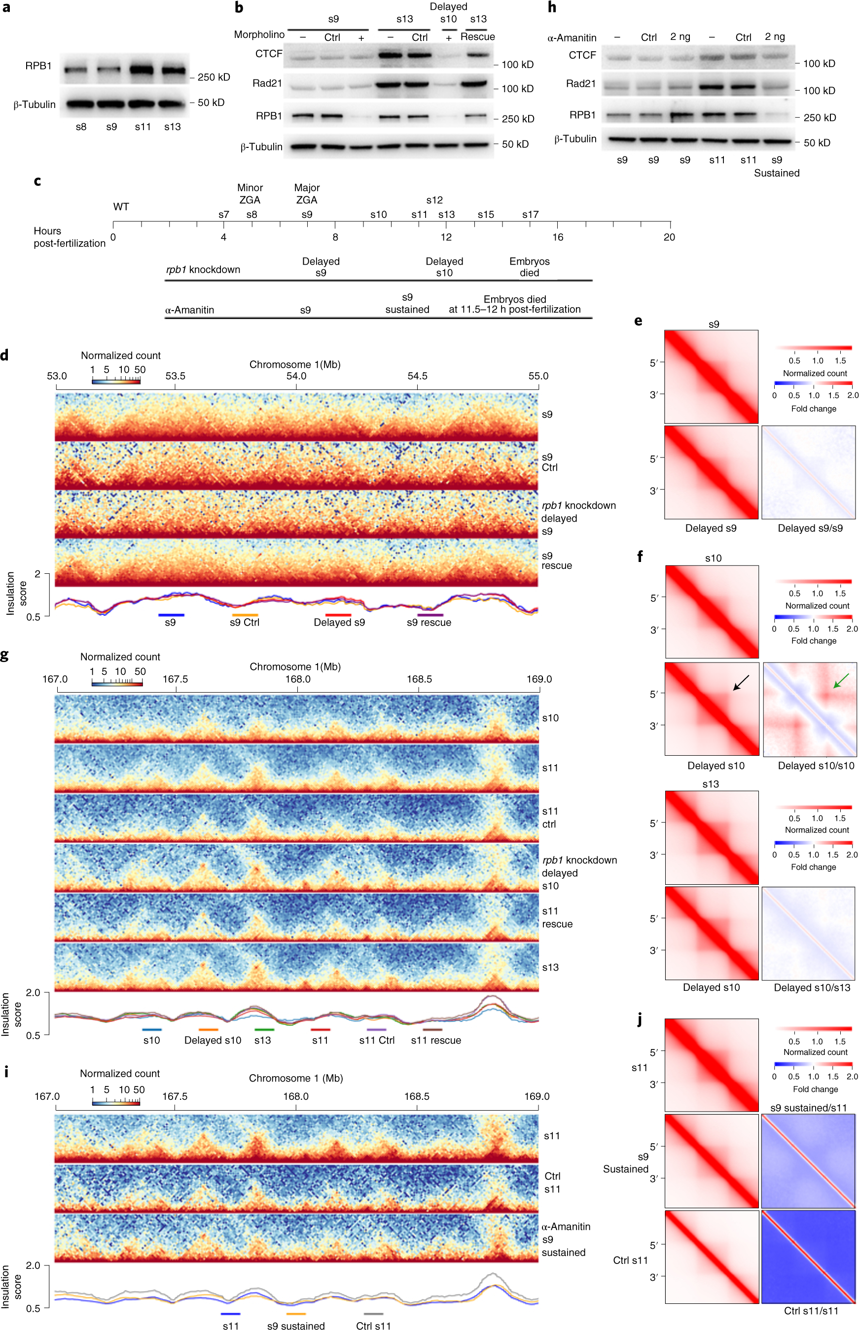 Fig. 4: De novo TAD establishment is independent of transcription.