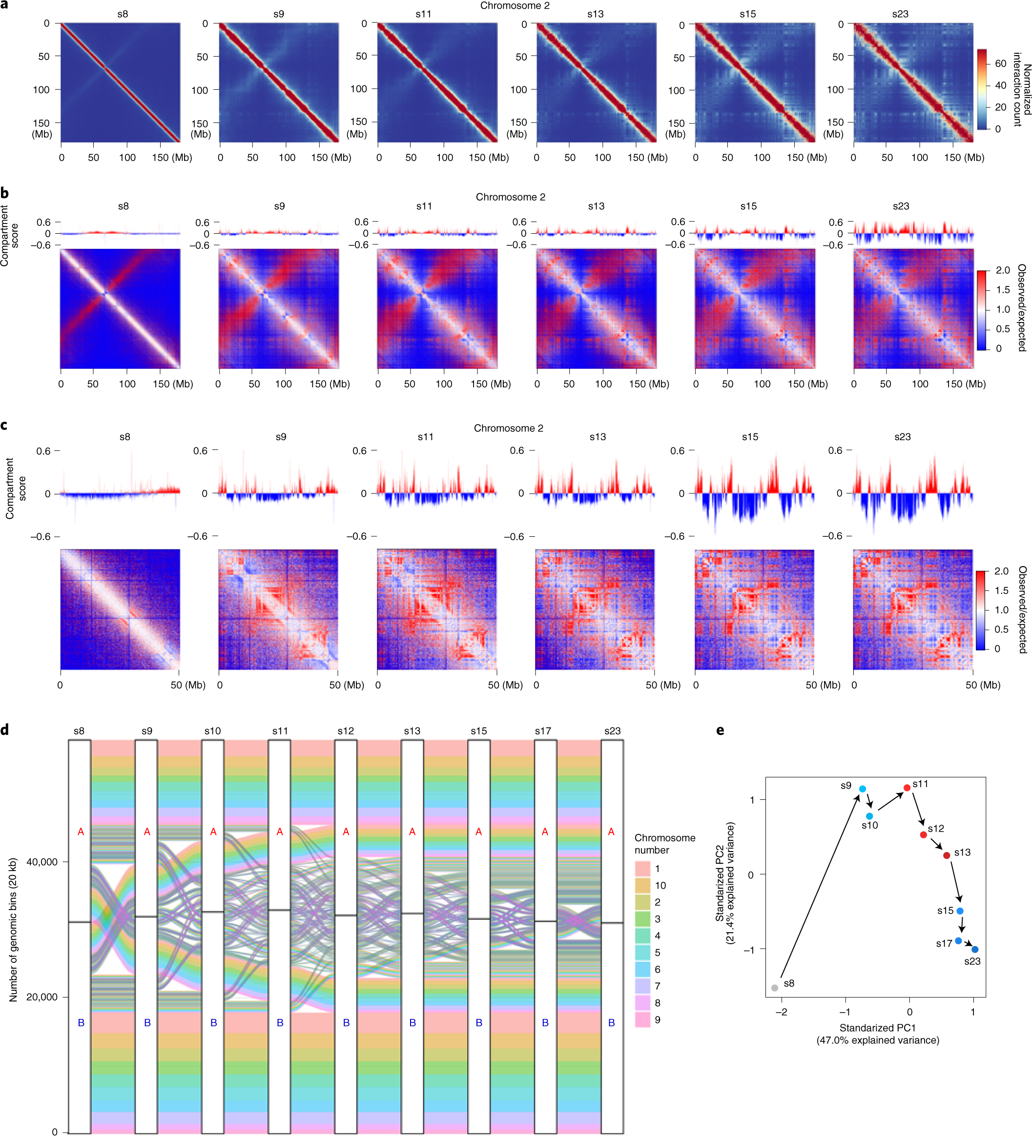 Fig. 7: Continuous compartmentalization during embryogenesis.