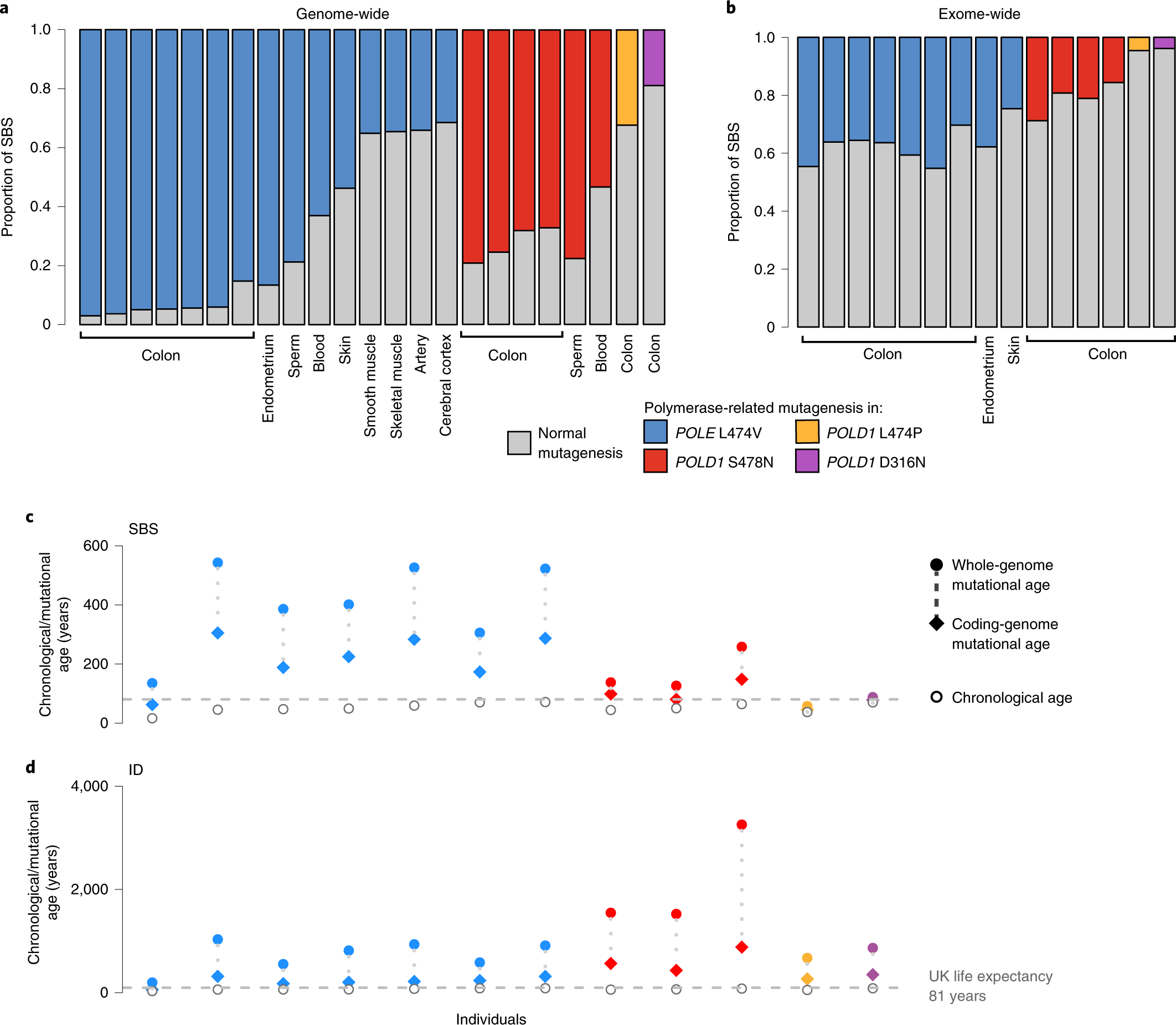 Fig. 4: Genome- and coding-sequence-wide increase in mutation burdens.
