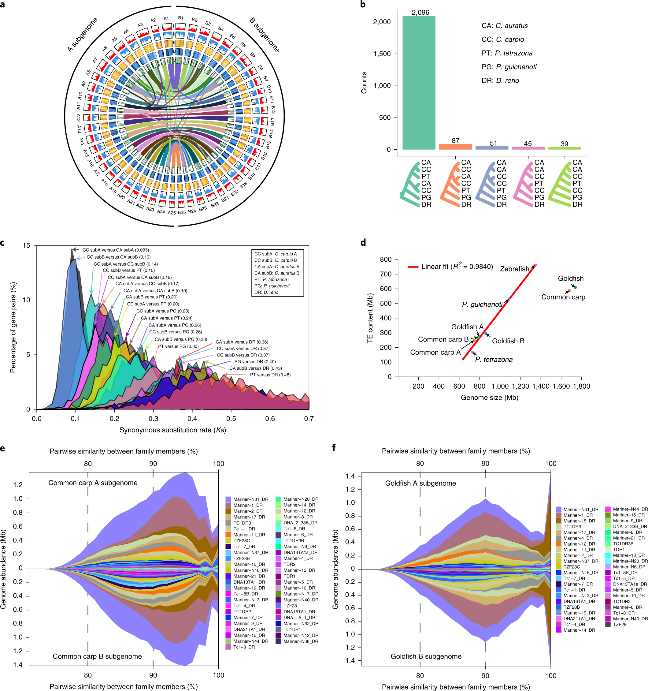 Parallel subgenome structure and divergent expression evolution of allo-tetraploid  common carp and goldfish | Nature Genetics