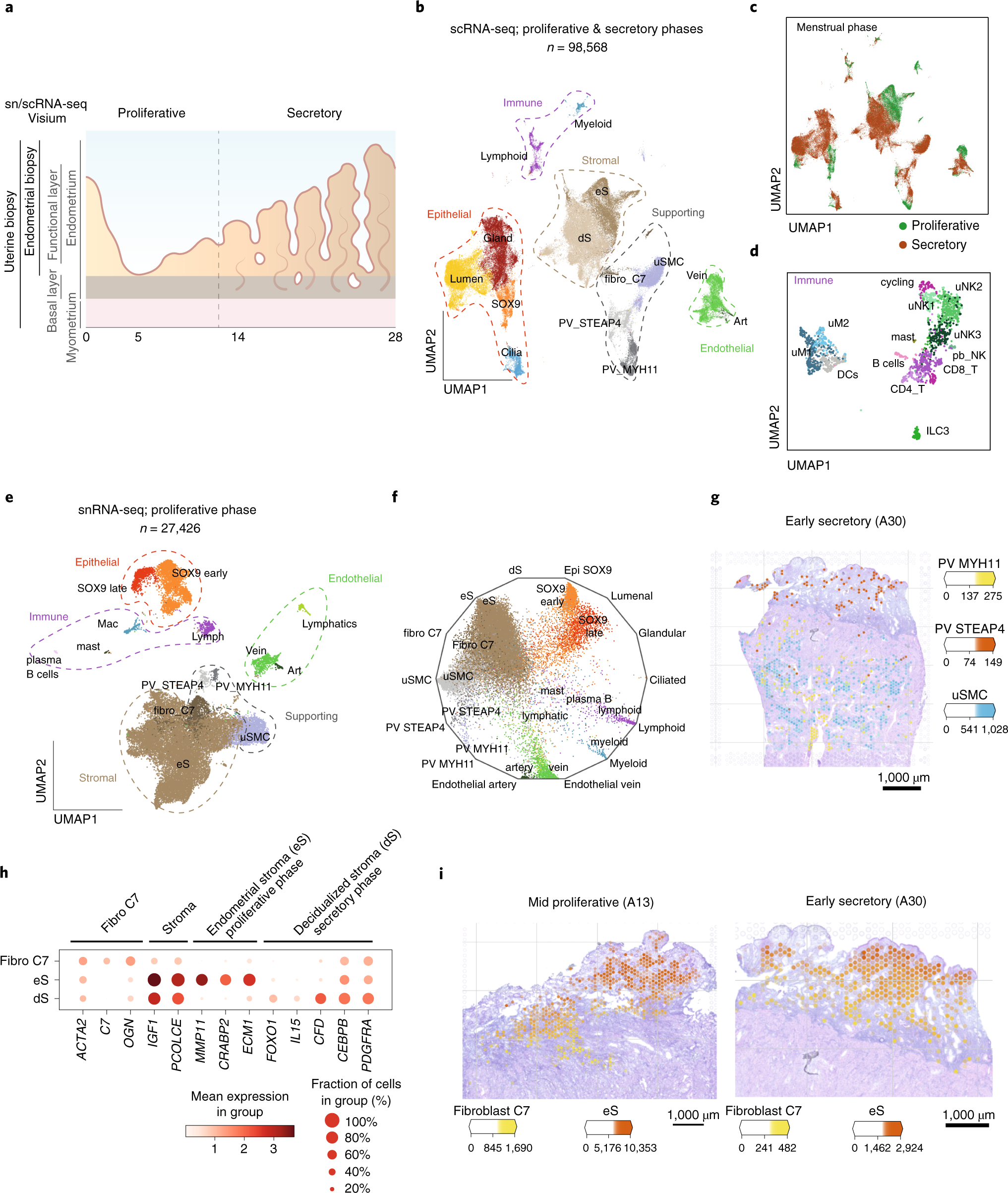Mapping the temporal and spatial dynamics of the human endometrium in vivo  and in vitro | Nature Genetics
