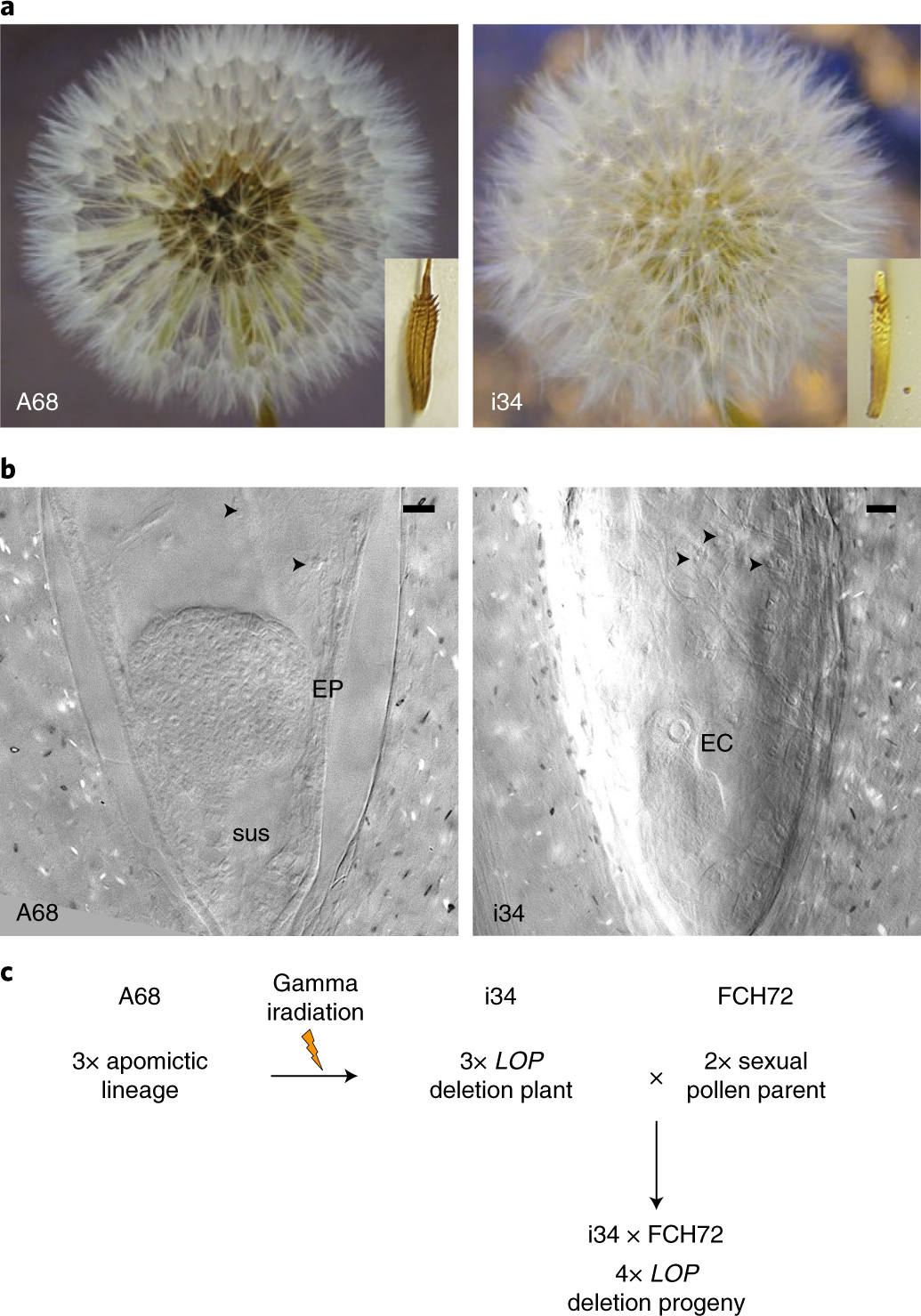 A PARTHENOGENESIS allele from apomictic dandelion can induce egg cell  division without fertilization in lettuce | Nature Genetics