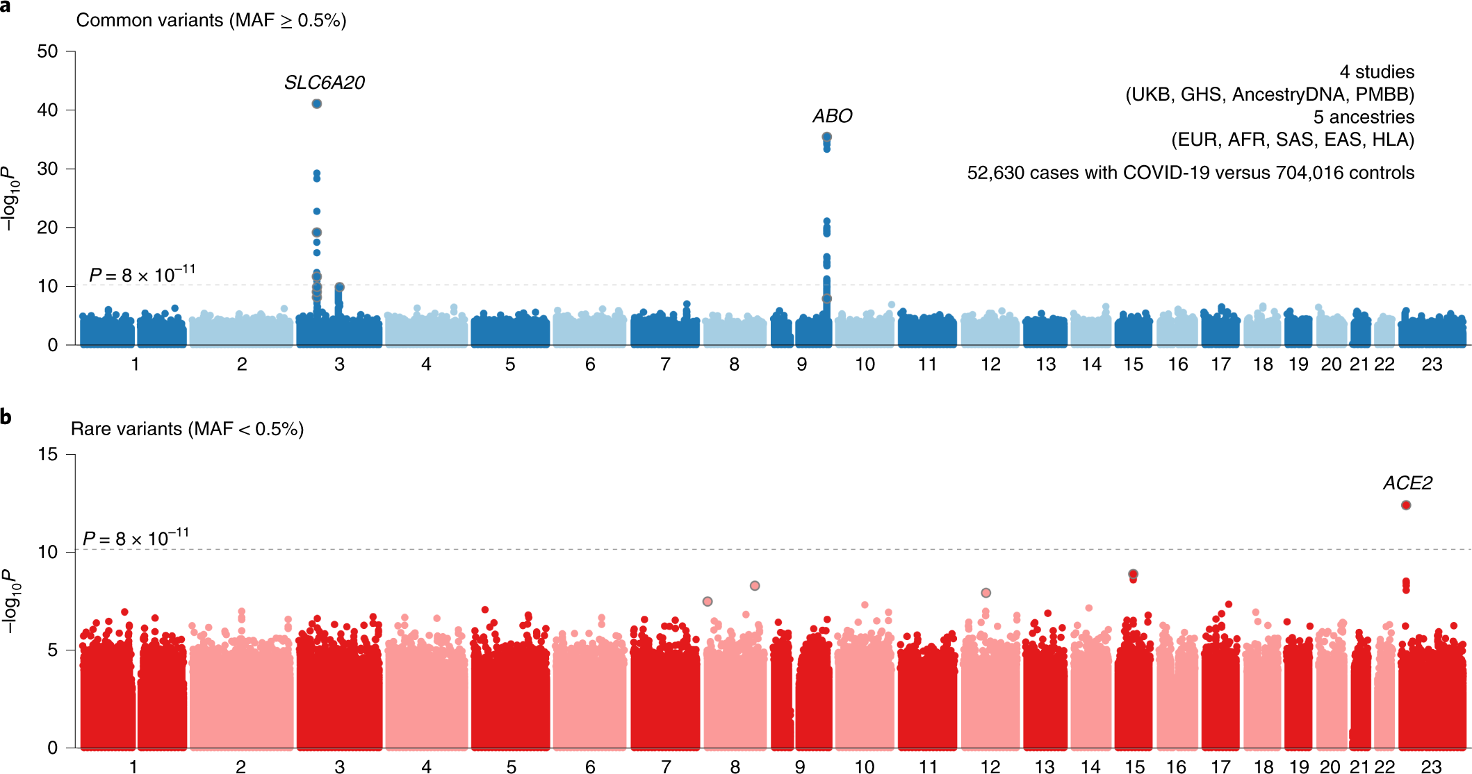 Genome-wide analysis provides genetic evidence that ACE2 influences  COVID-19 risk and yields risk scores associated with severe disease |  Nature Genetics