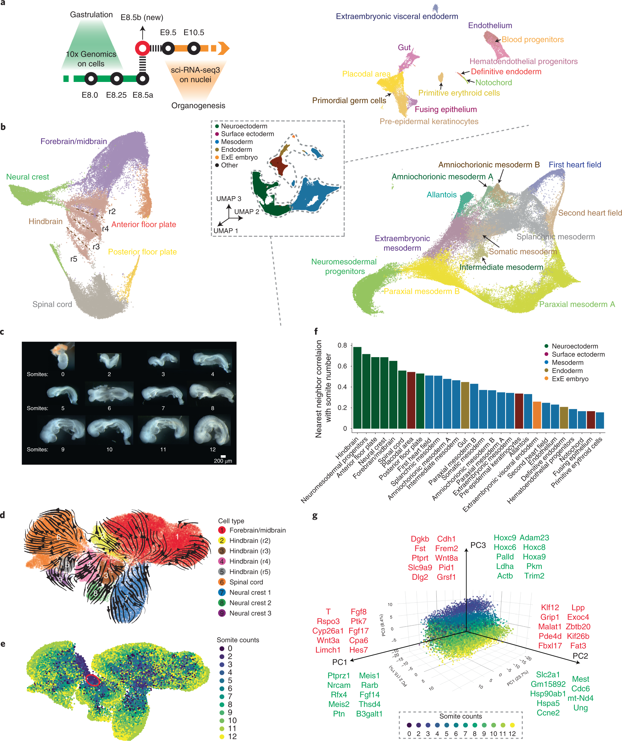 Systematic reconstruction of cellular trajectories across mouse  embryogenesis | Nature Genetics