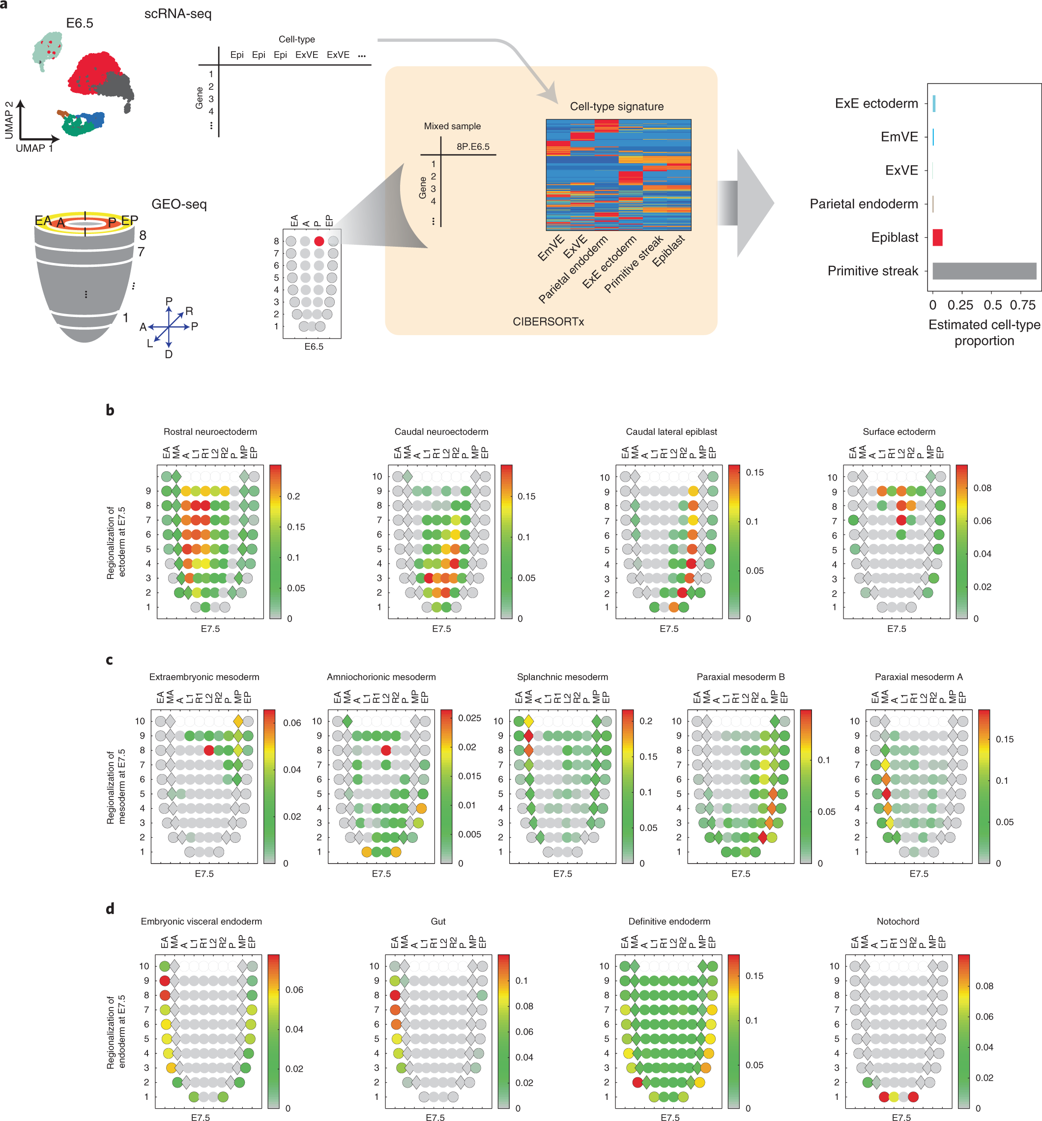 Fig. 4: Inference of the approximate spatial locations of cell states during mouse gastrulation.