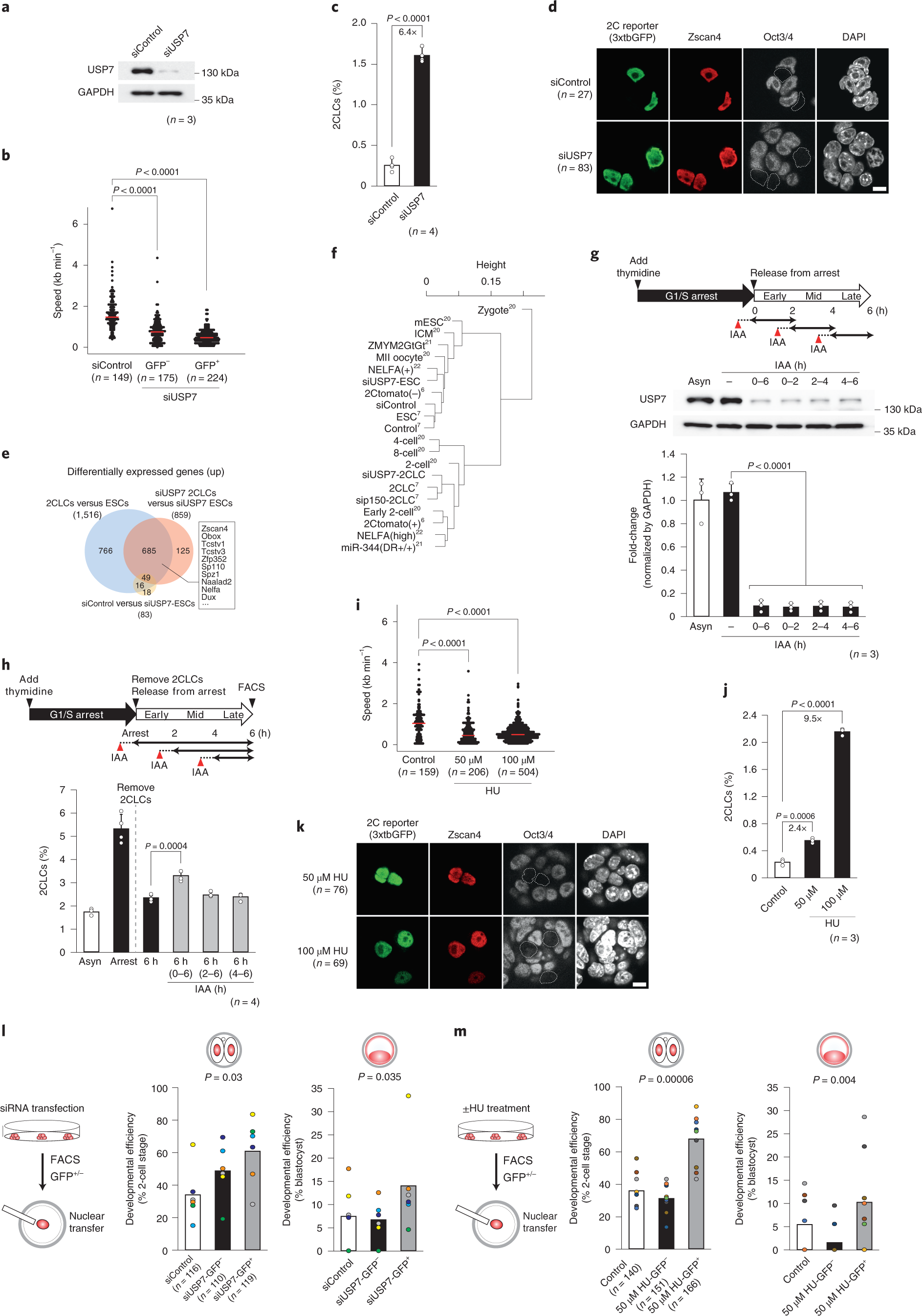 Fig. 3: Slowing replication fork speed induces 2CLCs.