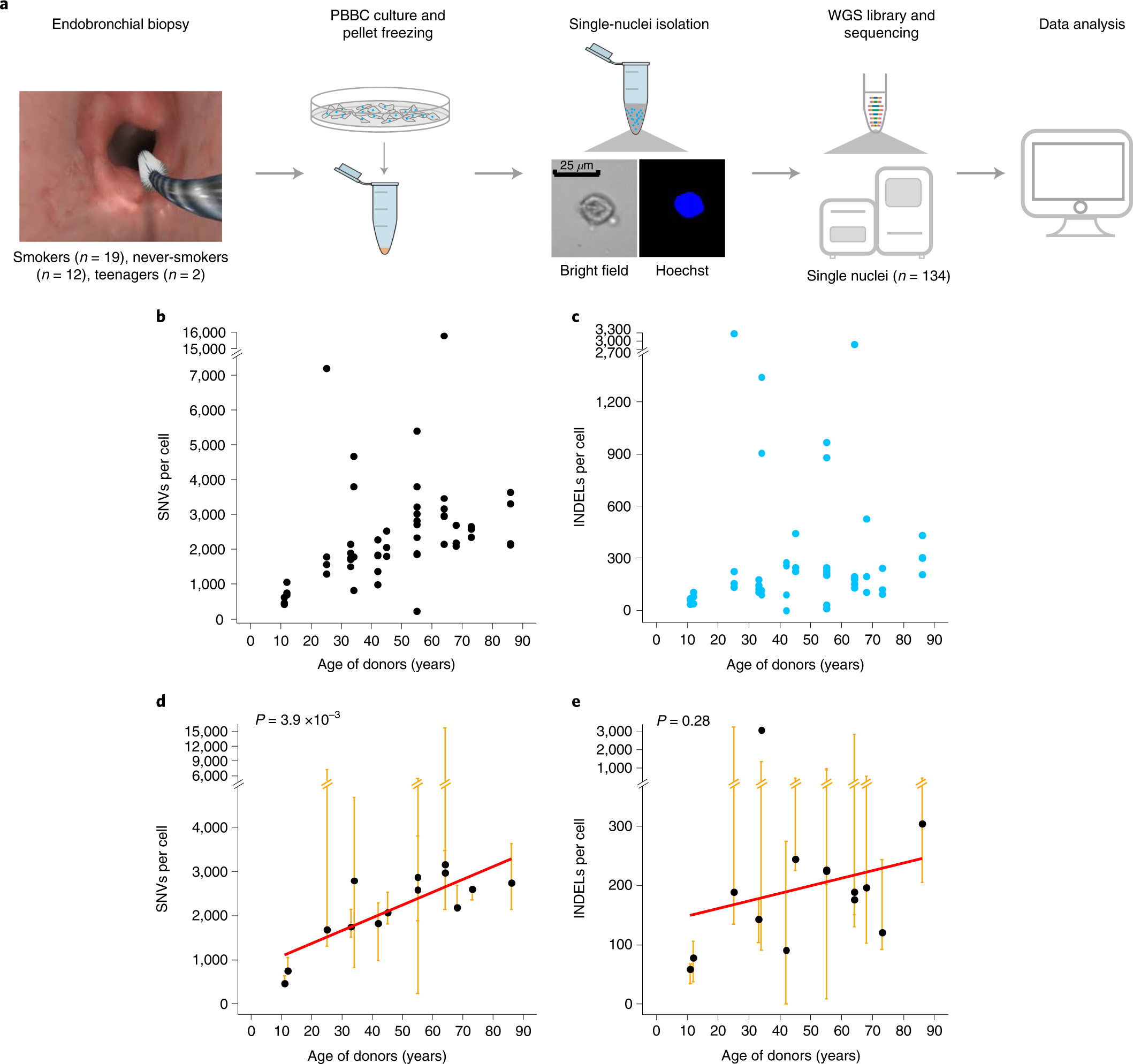 Single-cell analysis of somatic mutations in human bronchial epithelial  cells in relation to aging and smoking | Nature Genetics