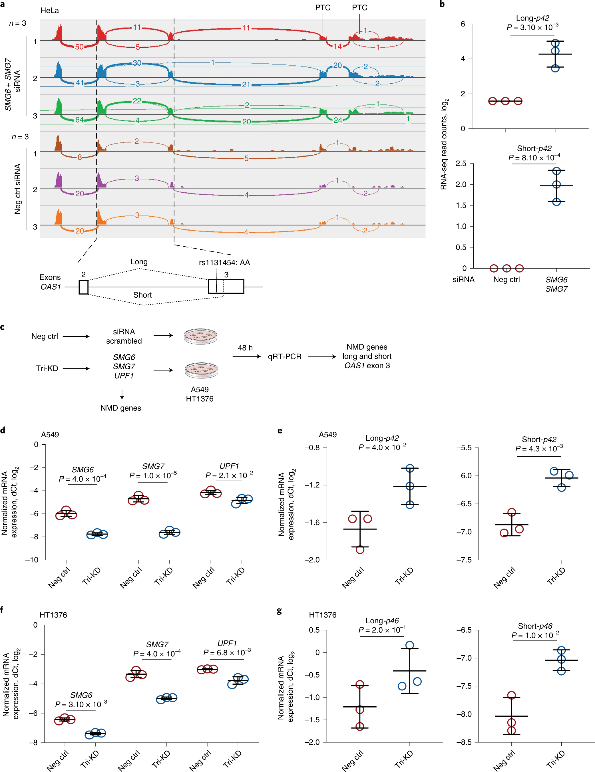 Fig. 6: NMD targets OAS1 isoforms with short exon 3 upregulated by the risk 
                        rs1131454
                        
                      -A allele.