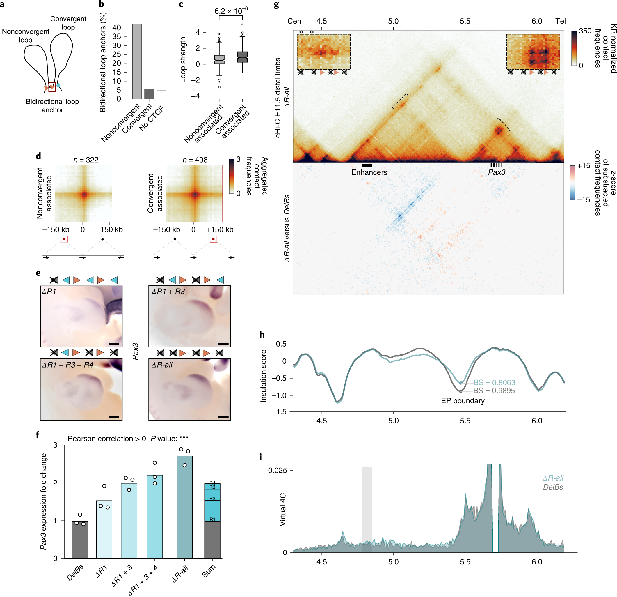 Fig. 3: Formation of chromatin loops by nonconvergently oriented CBSs.