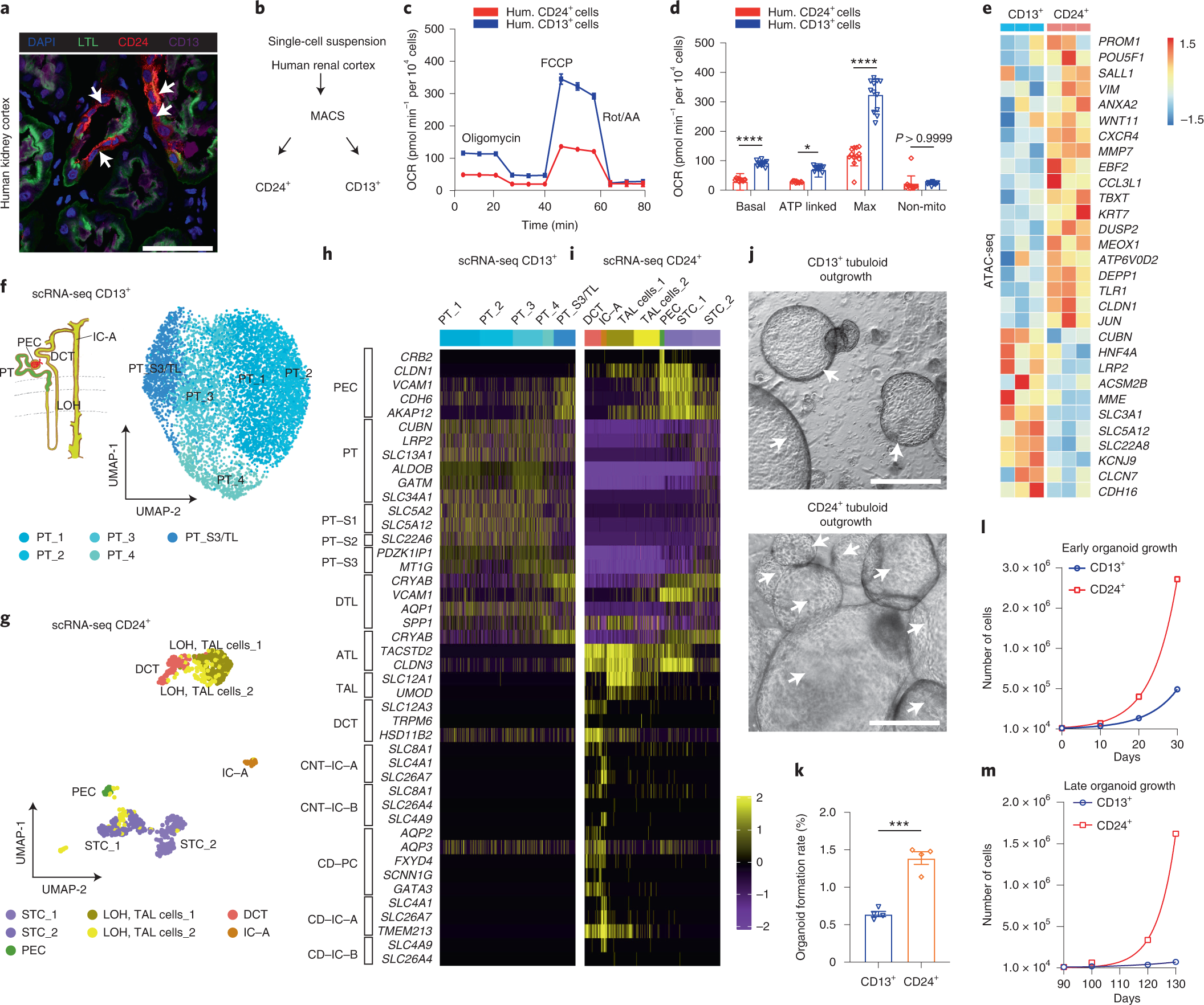 Adult human kidney organoids originate from CD24+ cells and represent an  advanced model for adult polycystic kidney disease | Nature Genetics