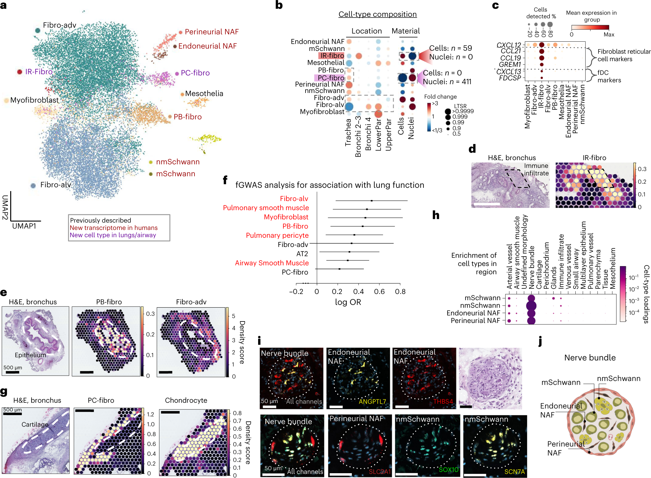 Fig. 2: Lung and airway fibroblasts and their spatial location.