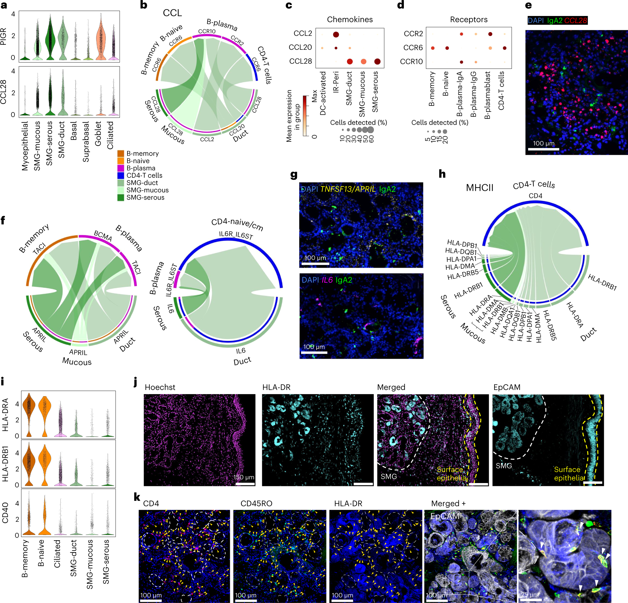 Fig. 5: Cell–cell signaling at the SMG for B cell recruitment and survival.