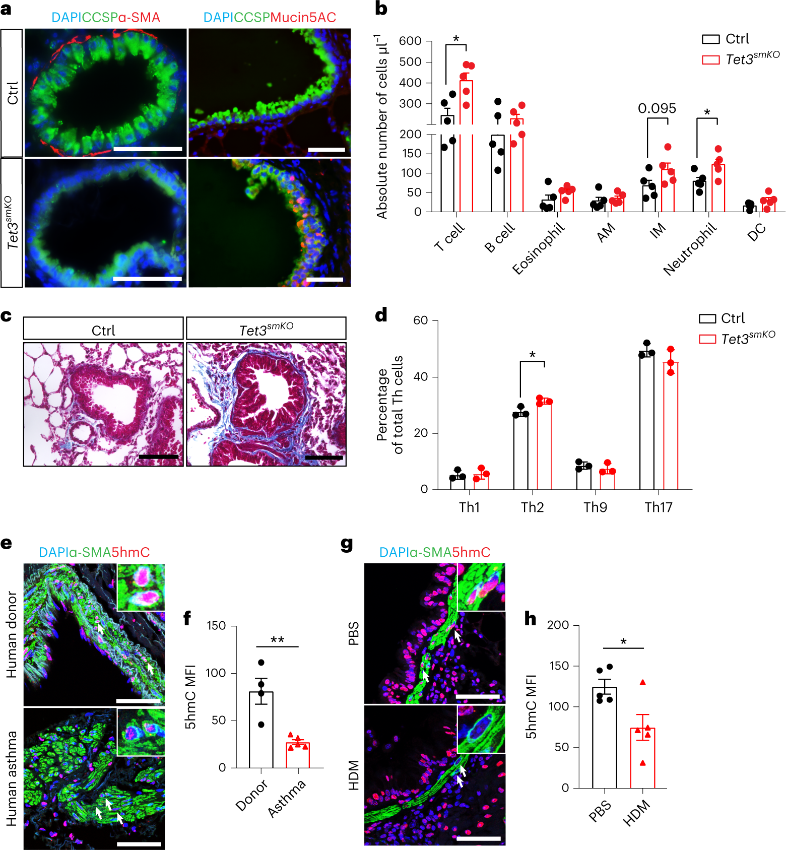 Fig. 8: Inactivation of Tet3 in SMCs causes an asthma-like pathology.