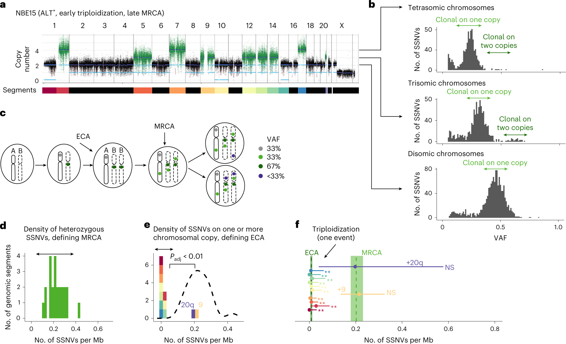 Fig. 2: Timing of chromosomal gains using SSNVs.