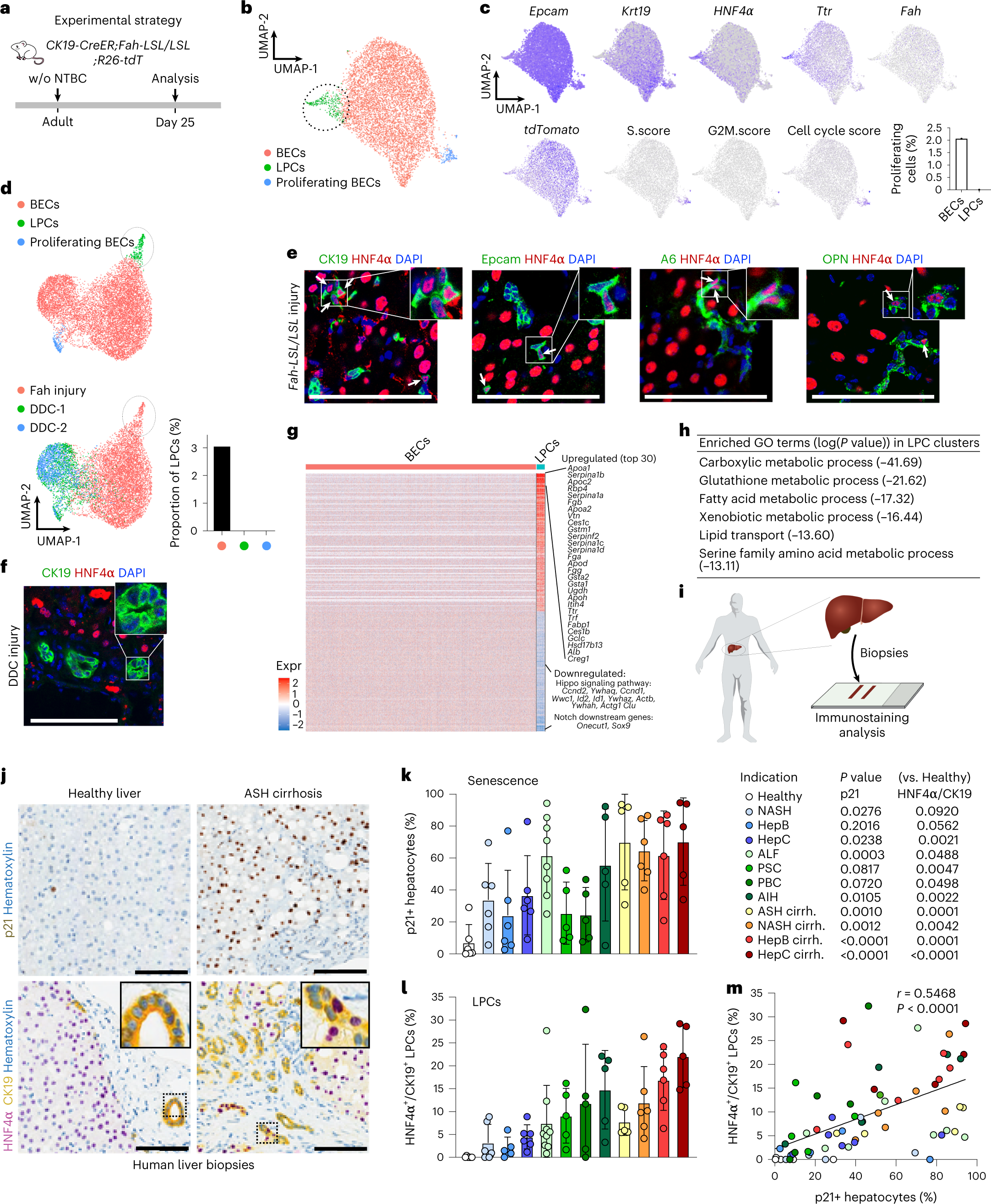 Bipotent transitional liver progenitor cells contribute to liver  regeneration | Nature Genetics