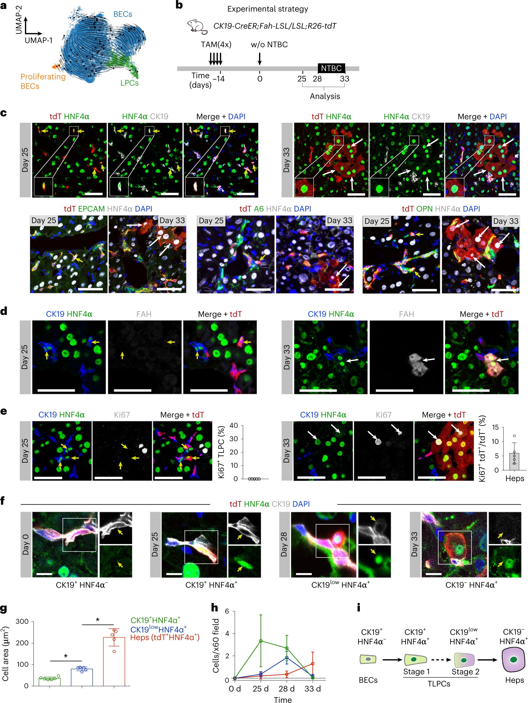 Fig. 2: LPCs are a transitional cellular state between BECs and hepatocytes during transdifferentiation.