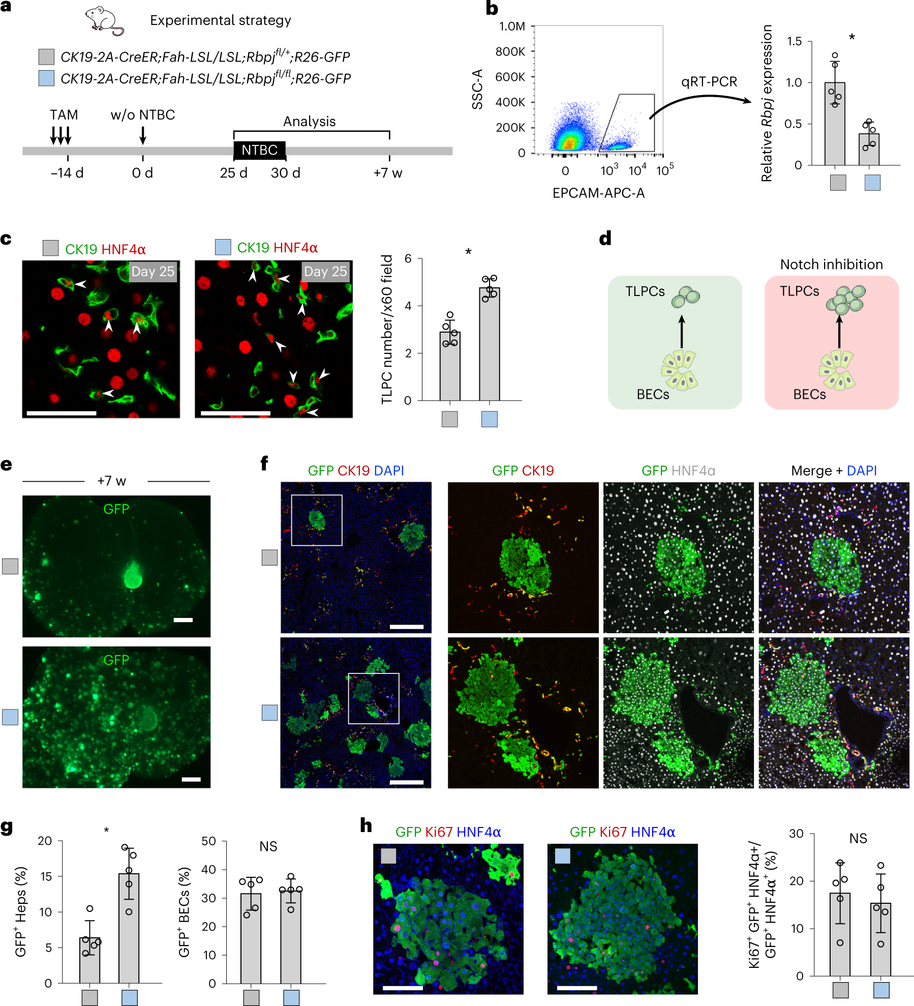Fig. 4: Inhibition of Notch signaling promotes the activation of TLPCs.