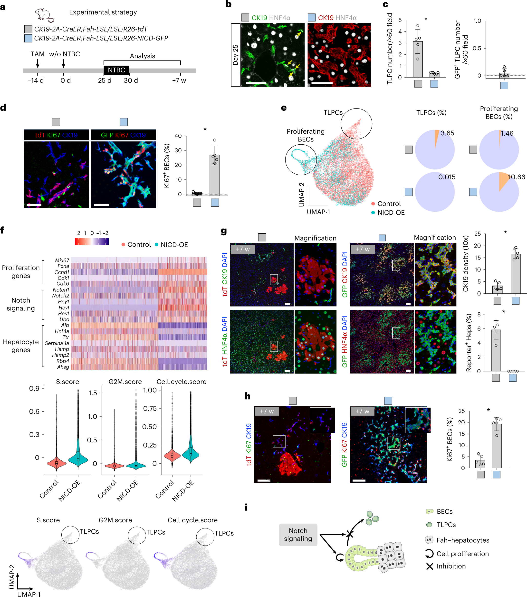 Fig. 5: Notch activation inhibits BEC-to-TLPC activation.