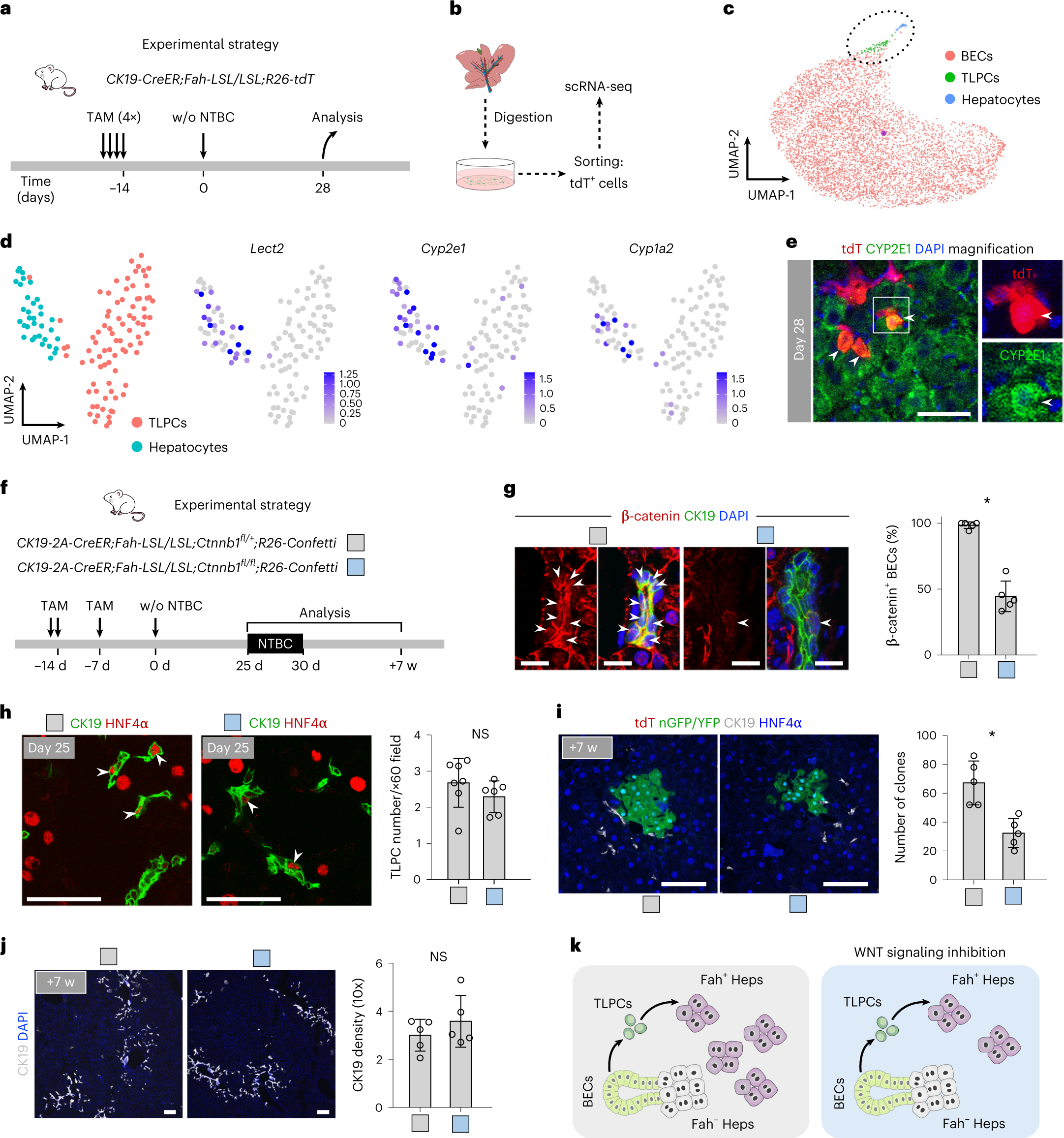 Fig. 6: WNT signaling abrogation inhibits the conversion of TLPCs into hepatocytes.